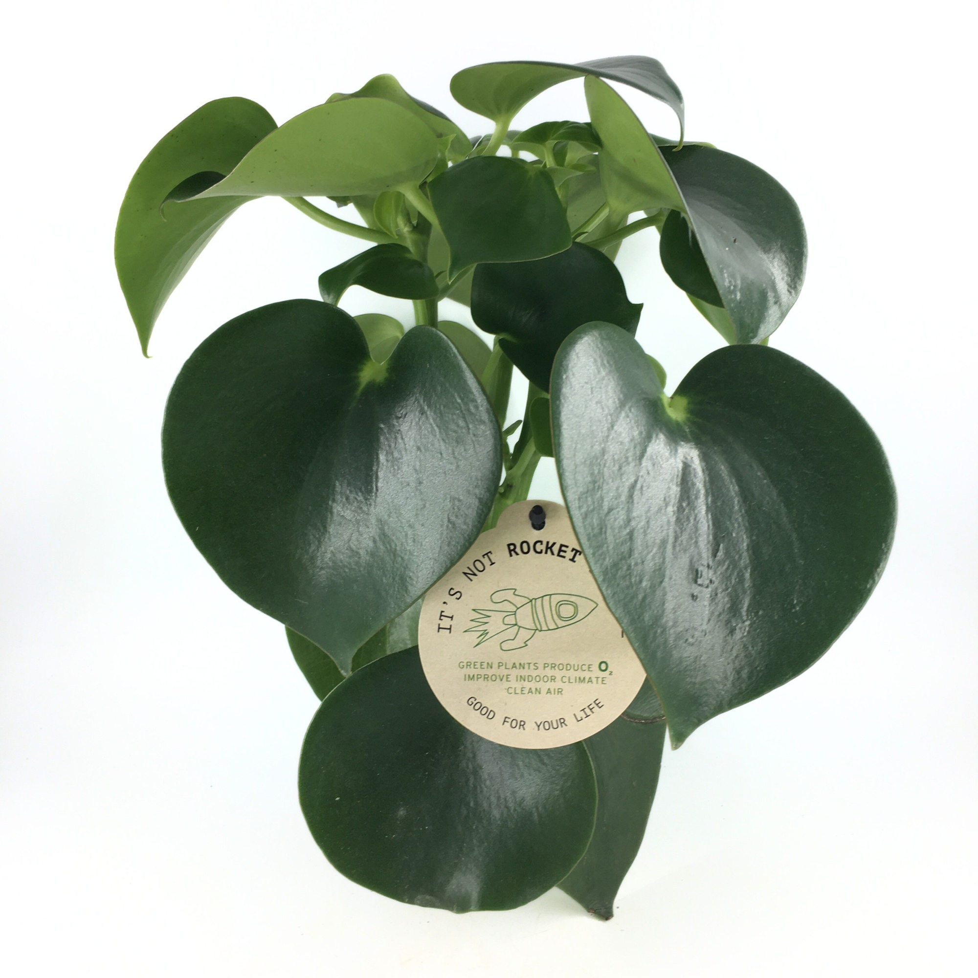 Peperomia Exclusive "Raindrop", D 12 cm