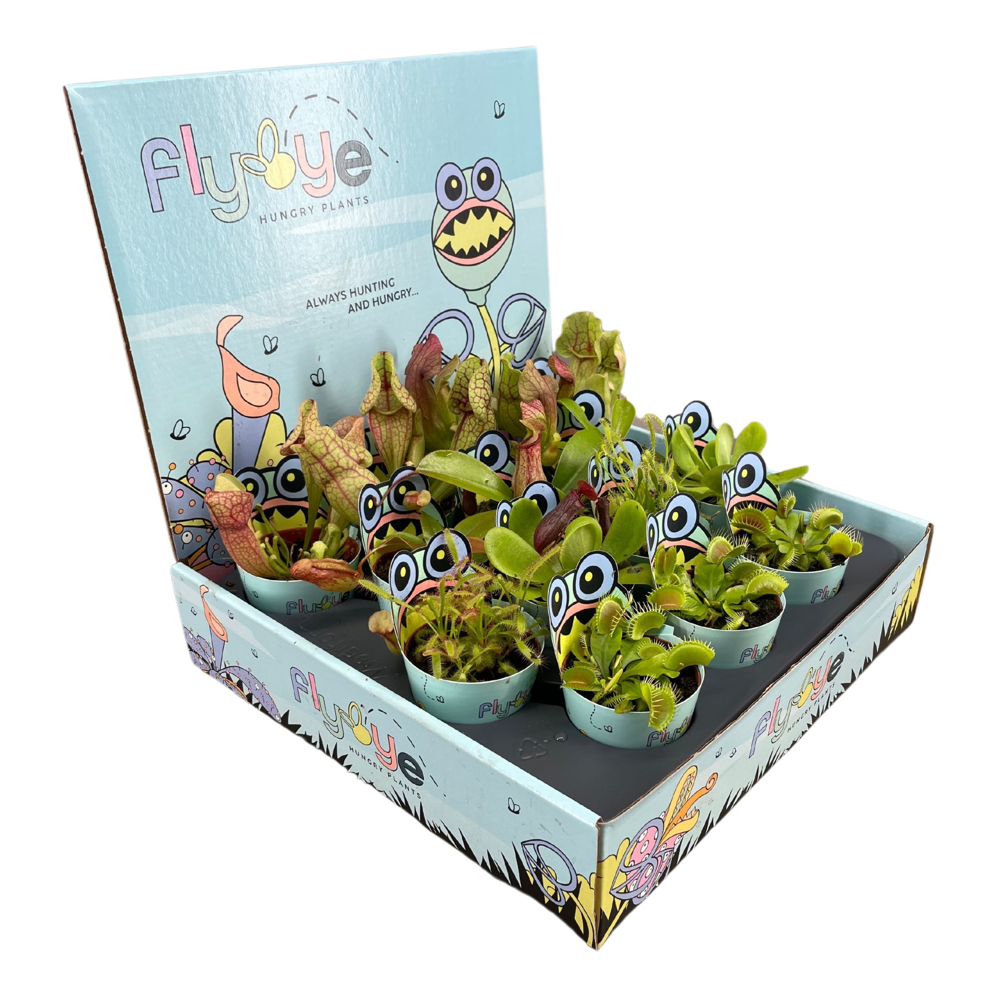 Vleesetende planten mix 5,5 cm in Flybye display, D 5,5 cm