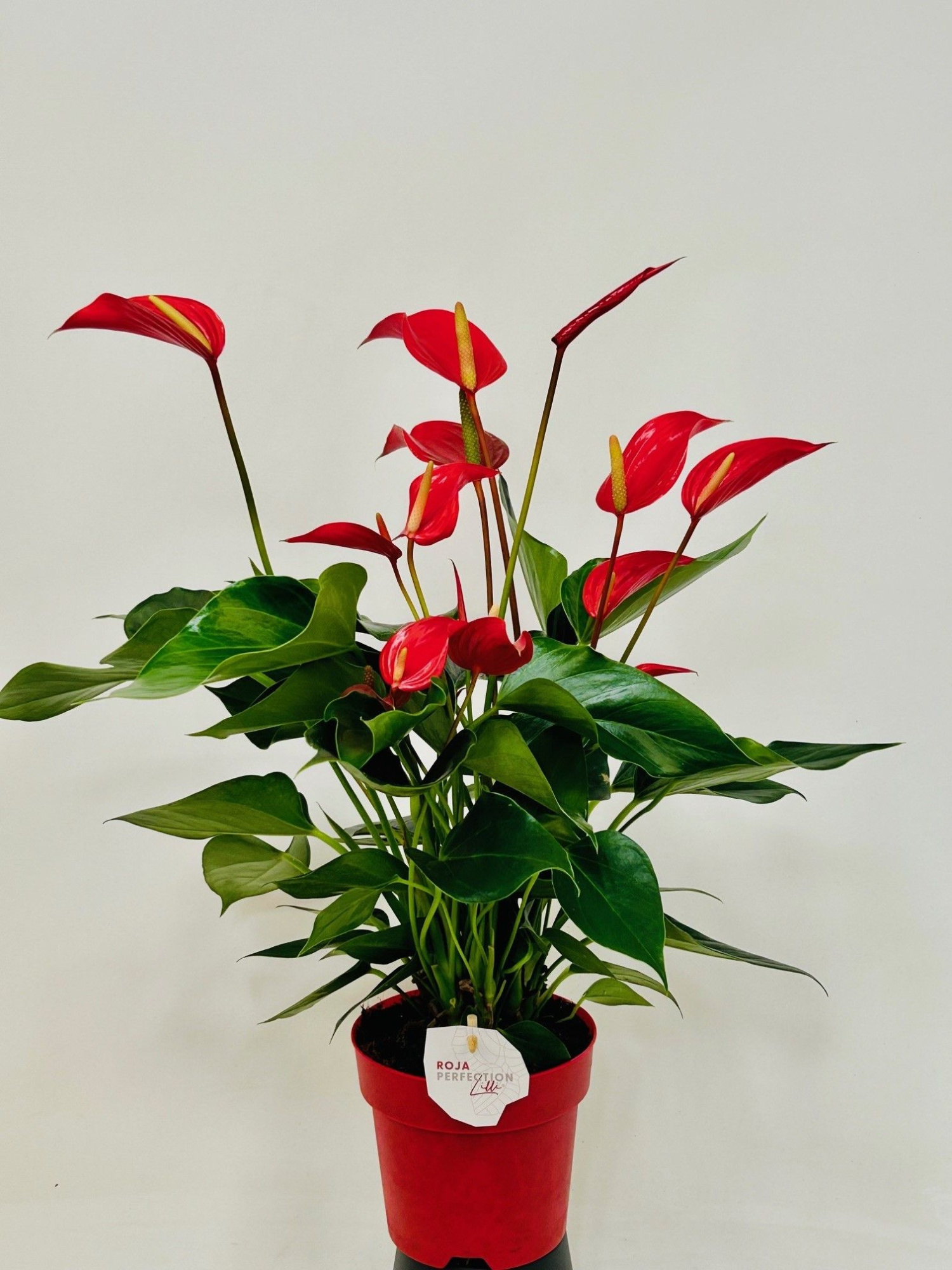 Anthurium Banderola Roja 14 cm, D 14 cm
