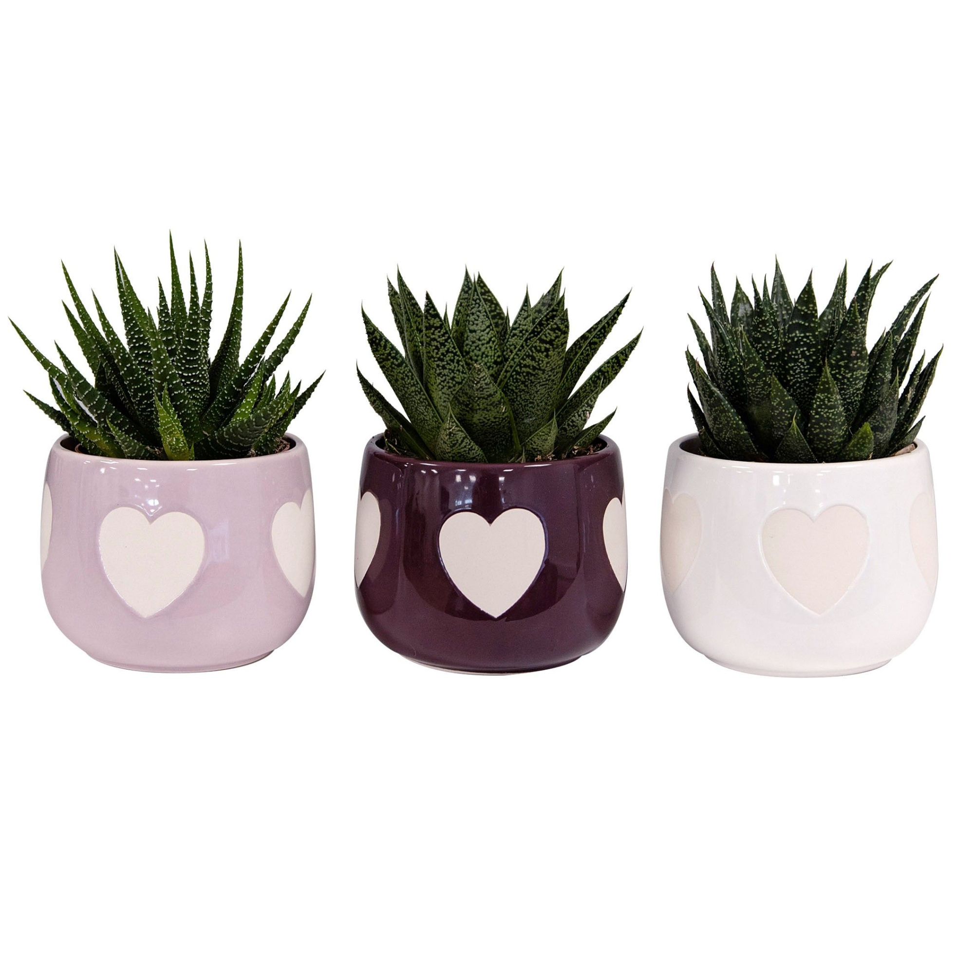 Heartfelt with Succulent mix, D 9 cm