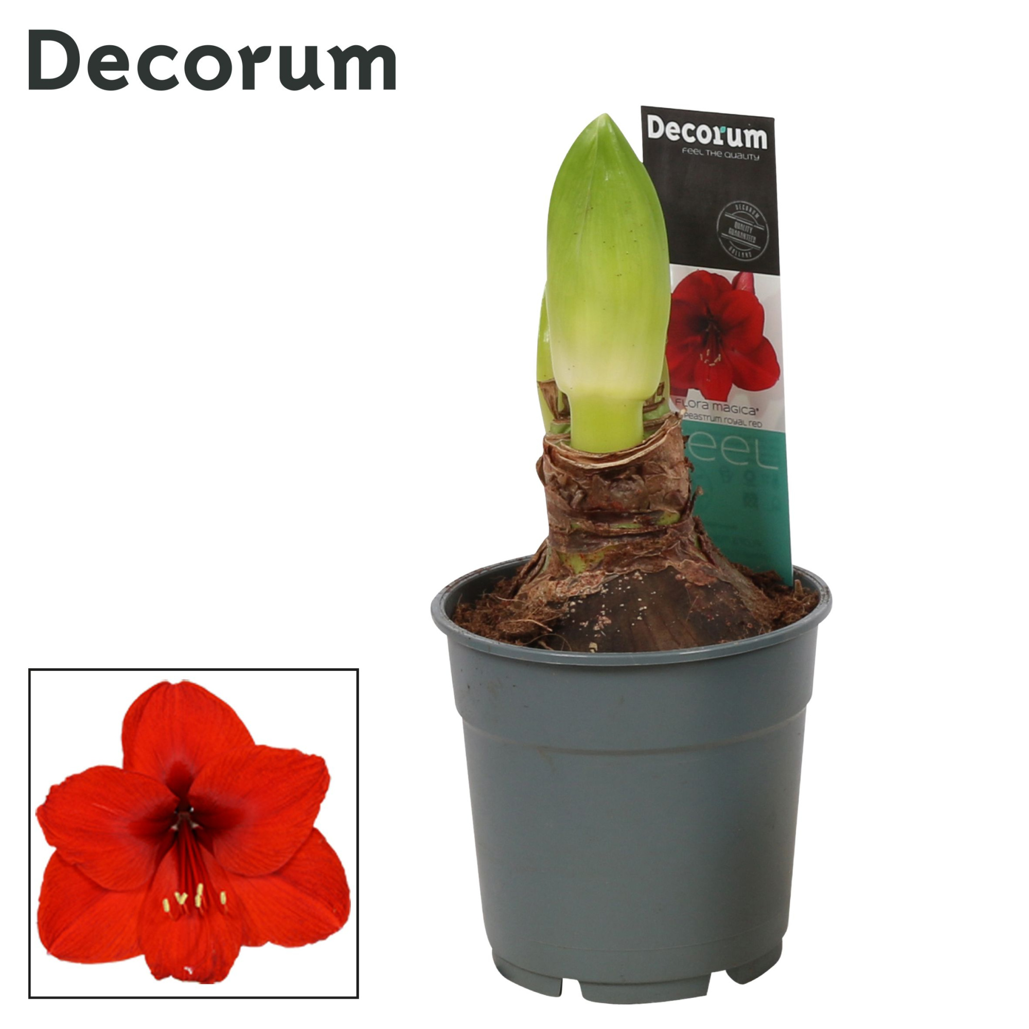 Amaryllis Royal Red 2 knop Extra OP (Decorum), D 12 cm