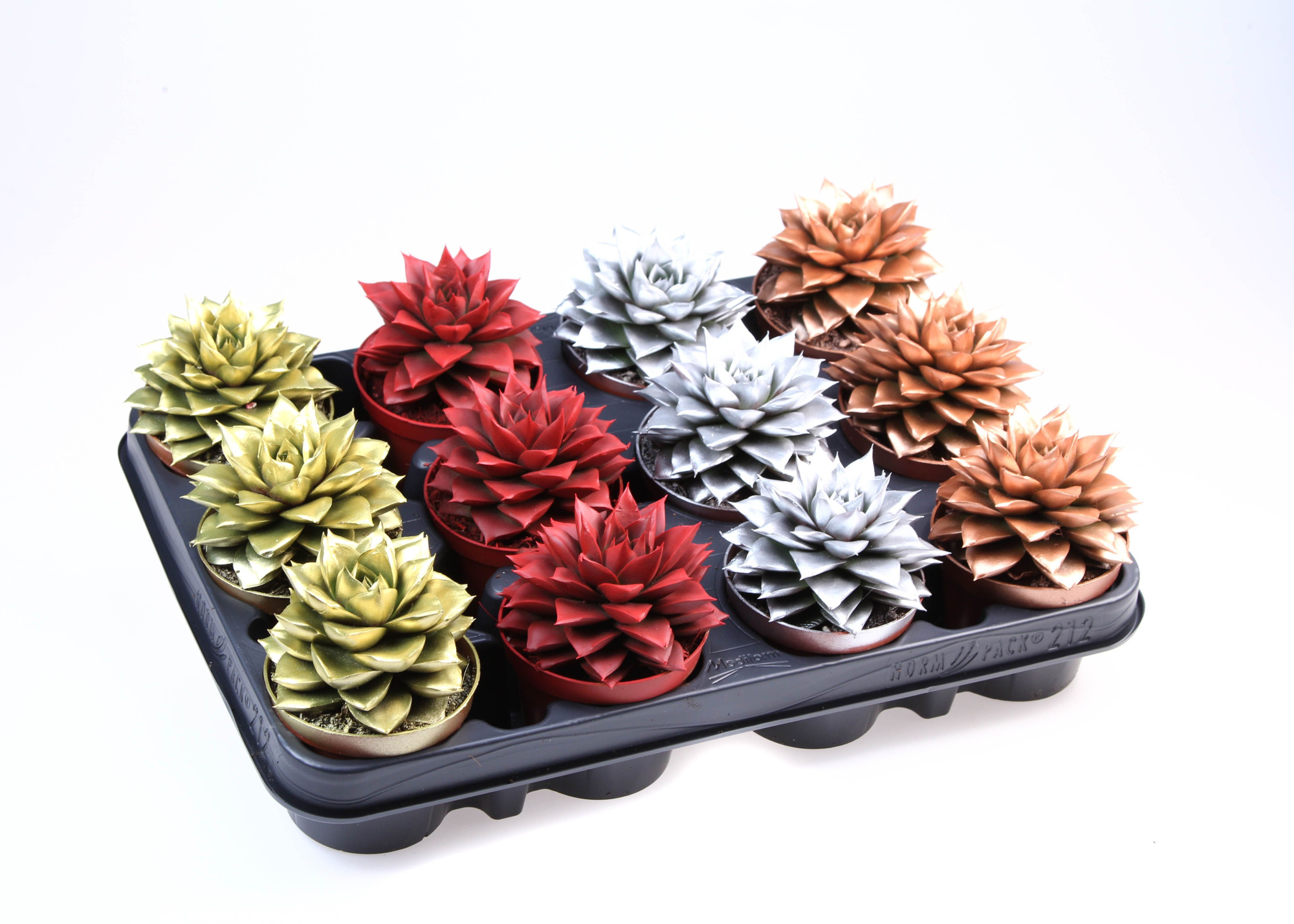 Rainbow purper kerstmix, D 8,5