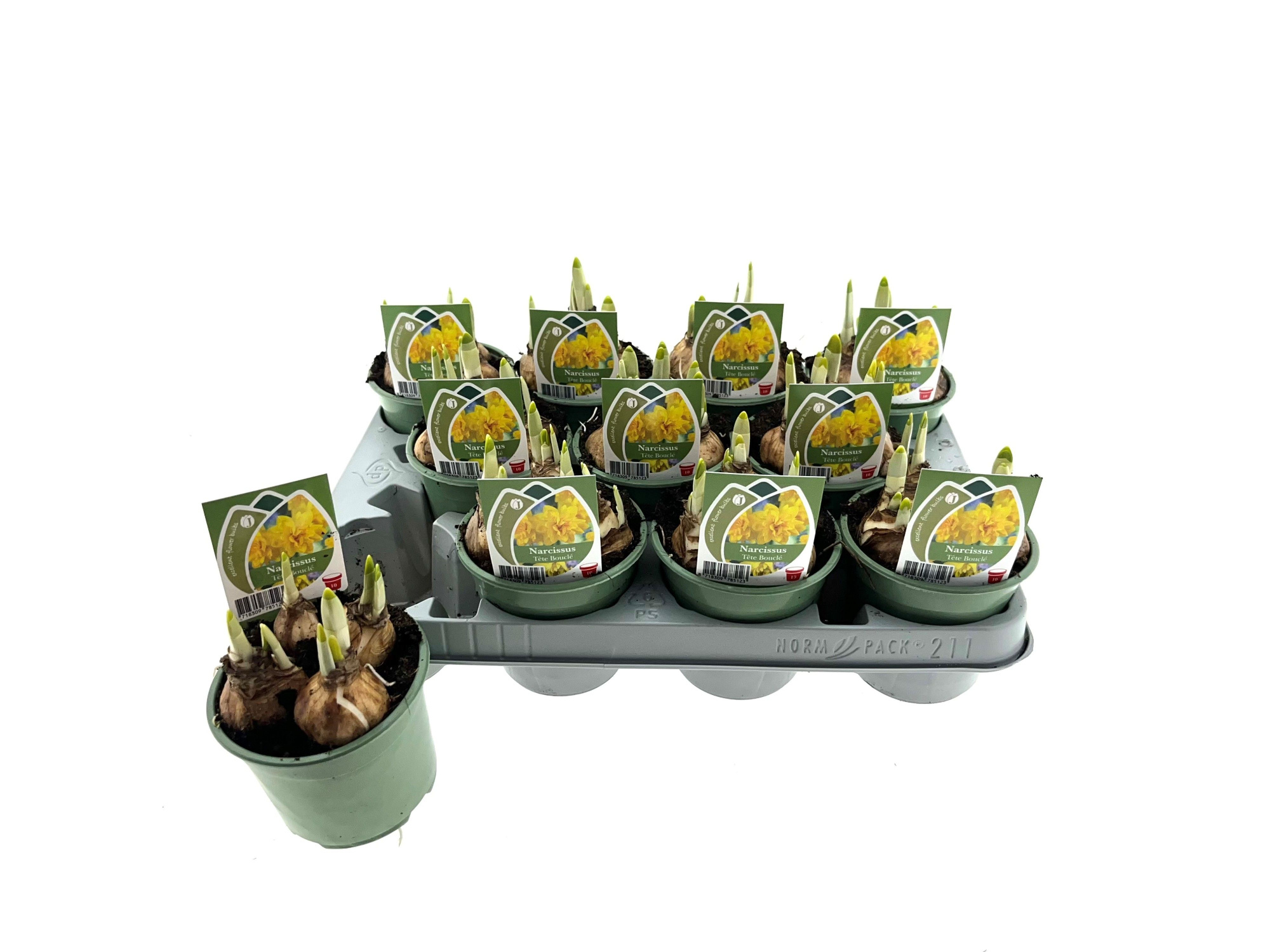 Narcis Tête Bouclé 10 cm, D 10