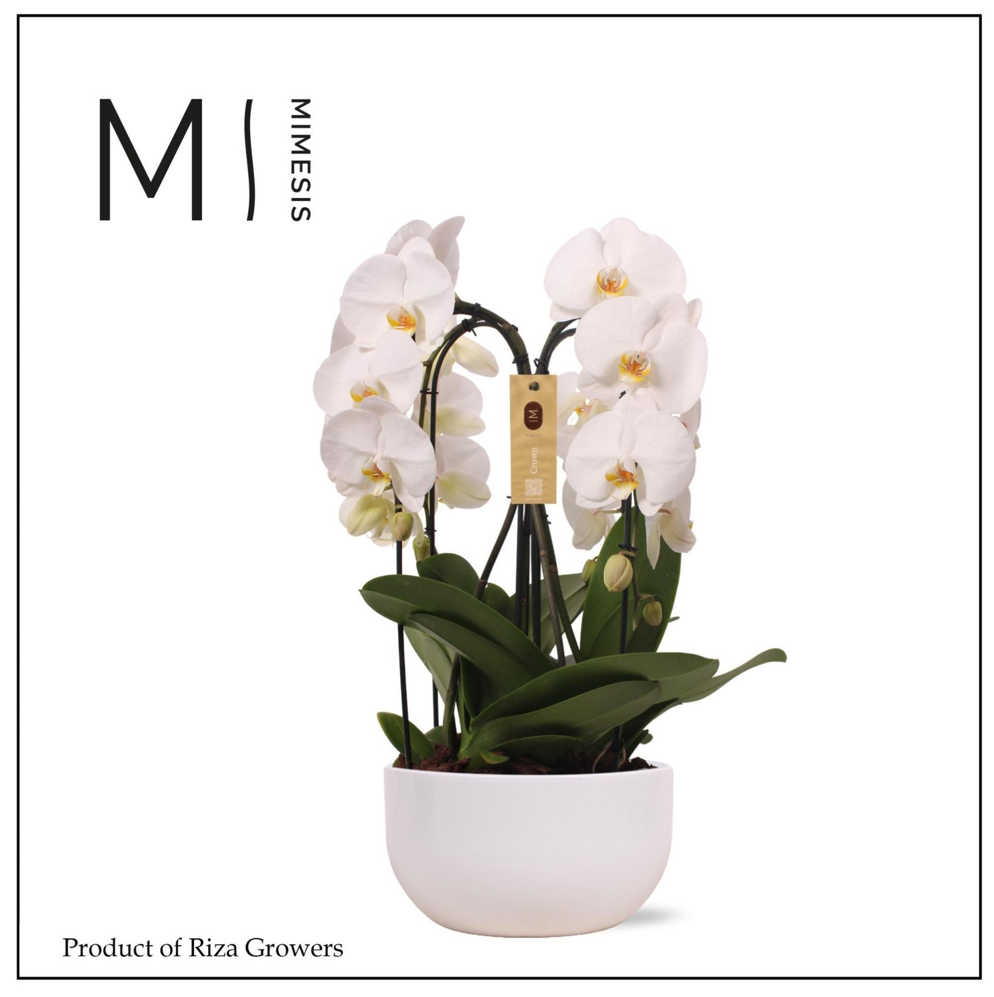 Phalaenopsis Arrangement Crown White 4 spike - 26cm in Saskia White Ceramic | Mimesis, D 26 cm