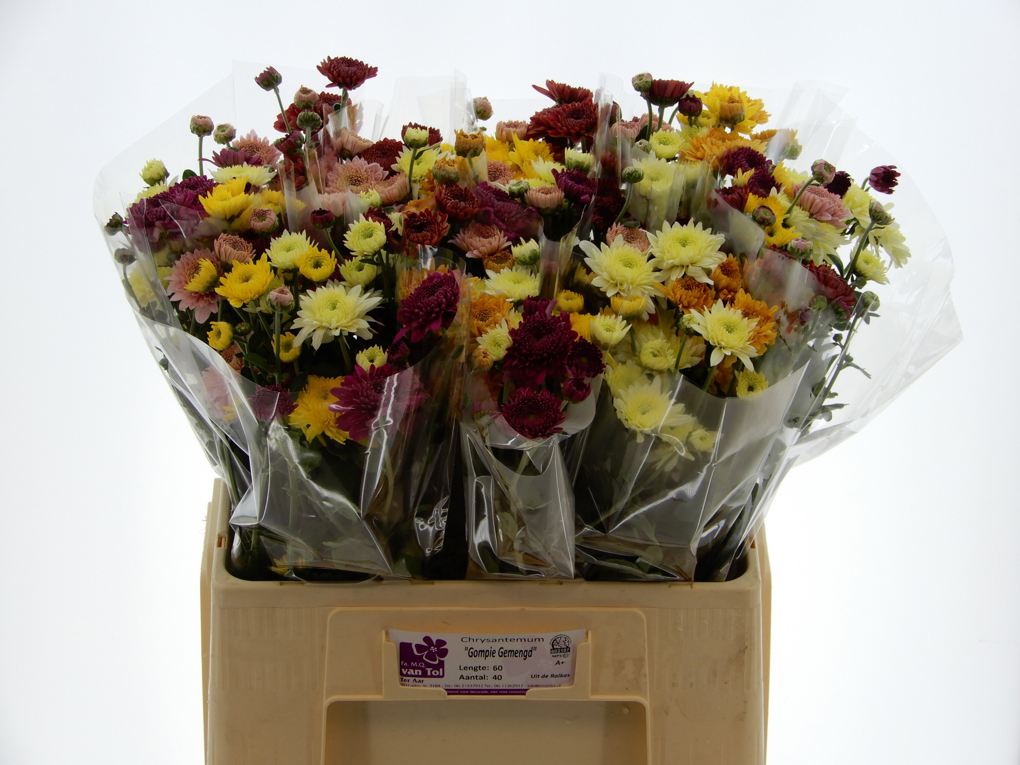 Хризантема куст. Микс 60, шт.