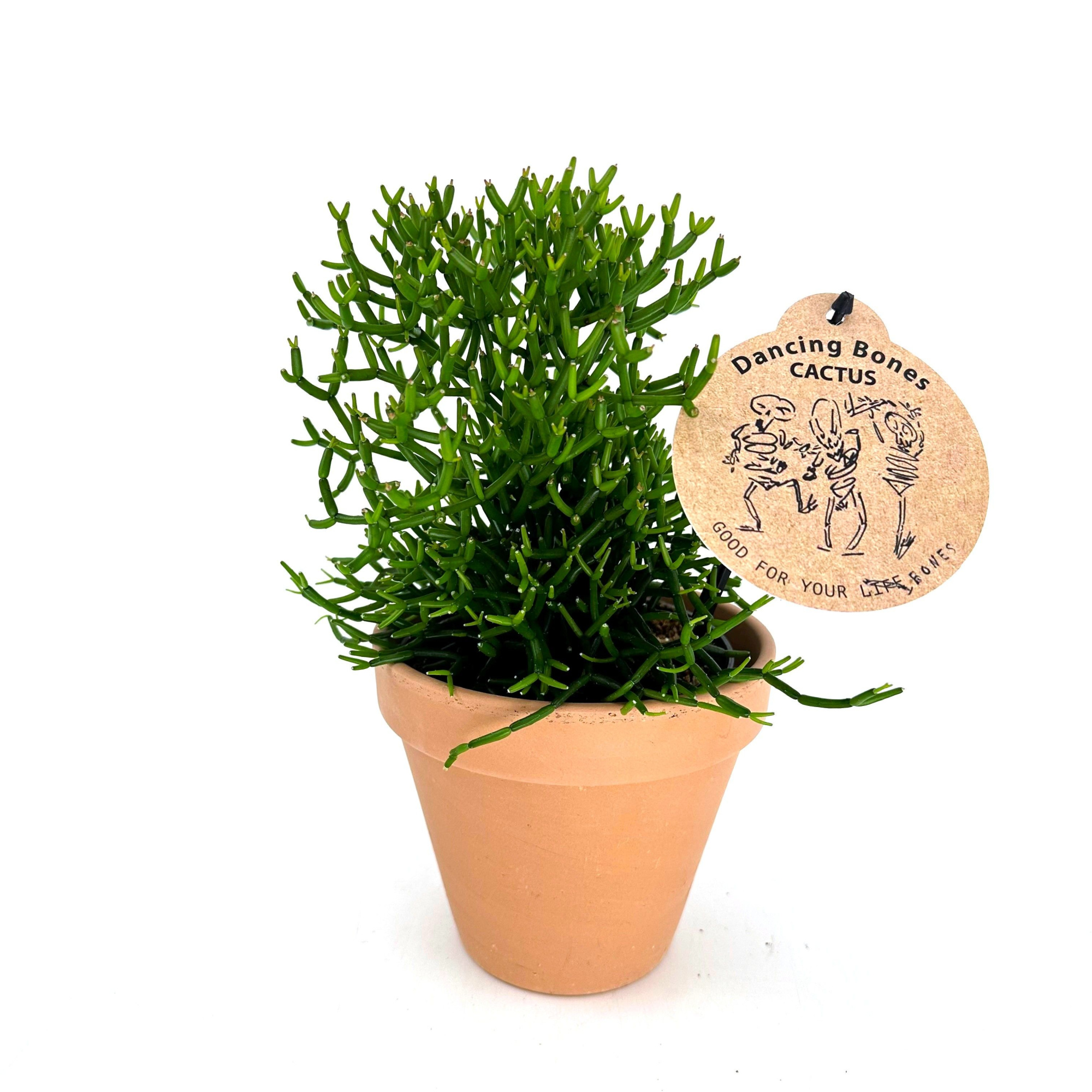 Hatiora Bambusoides "Dancing Bones Cactus" w/claypot, D 13 cm