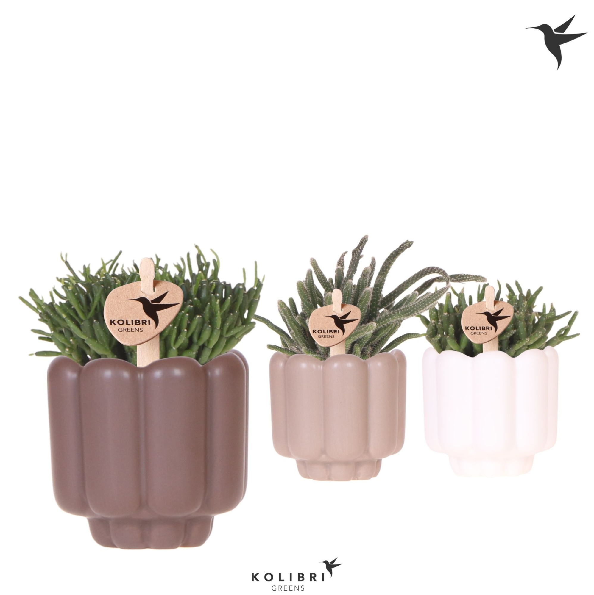 Kolibri Greens Rhipsalis mix in Retro pot sand mix, D 6 cm