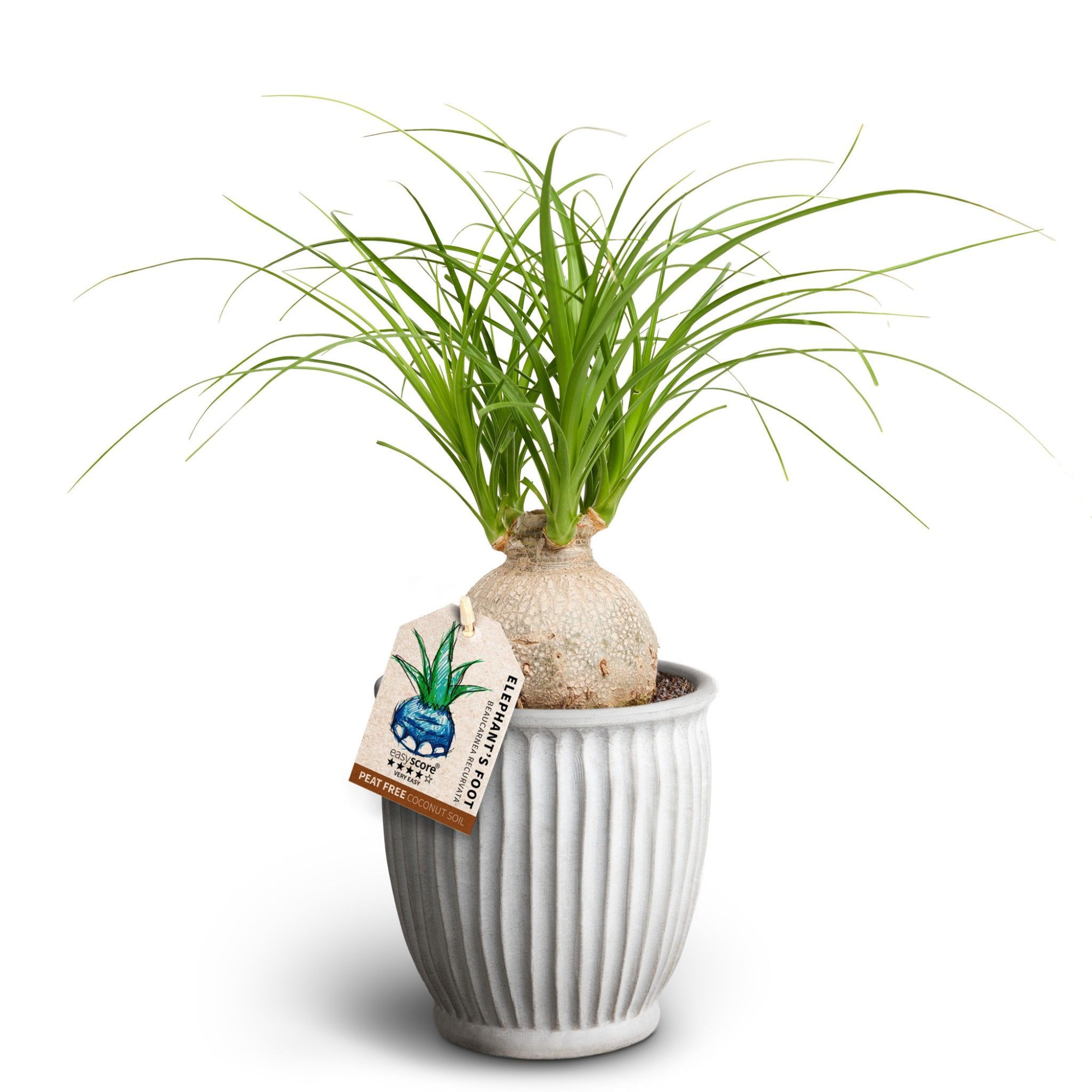 Athena, Beaucarnea, D 12 cm