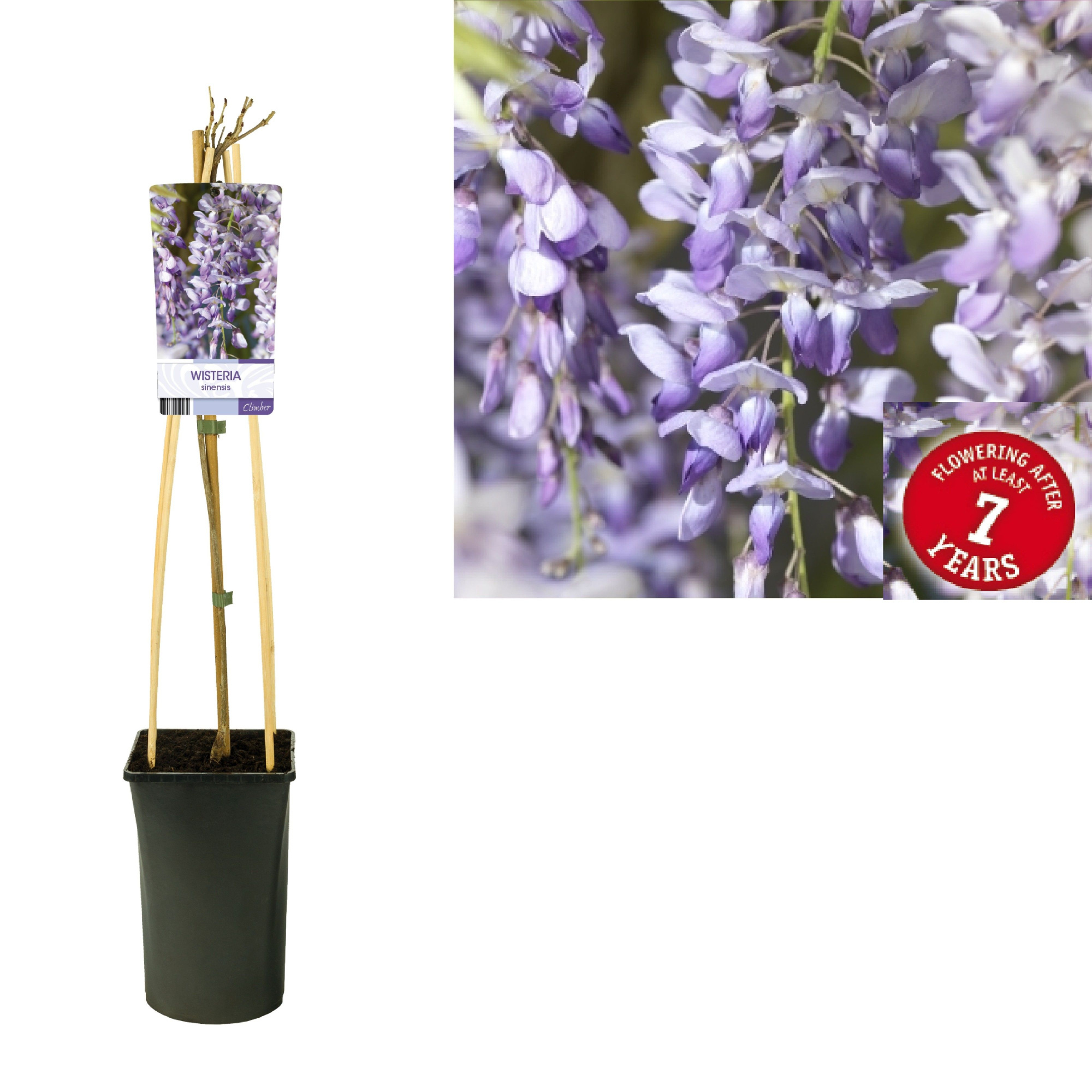 Wisteria sinensis 'from seed' +light label, D 17 cm