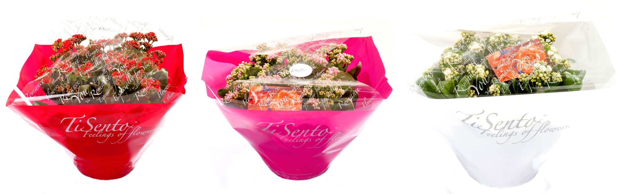 Calandiva 23 cm floristen hoes rood wit roze, D 23