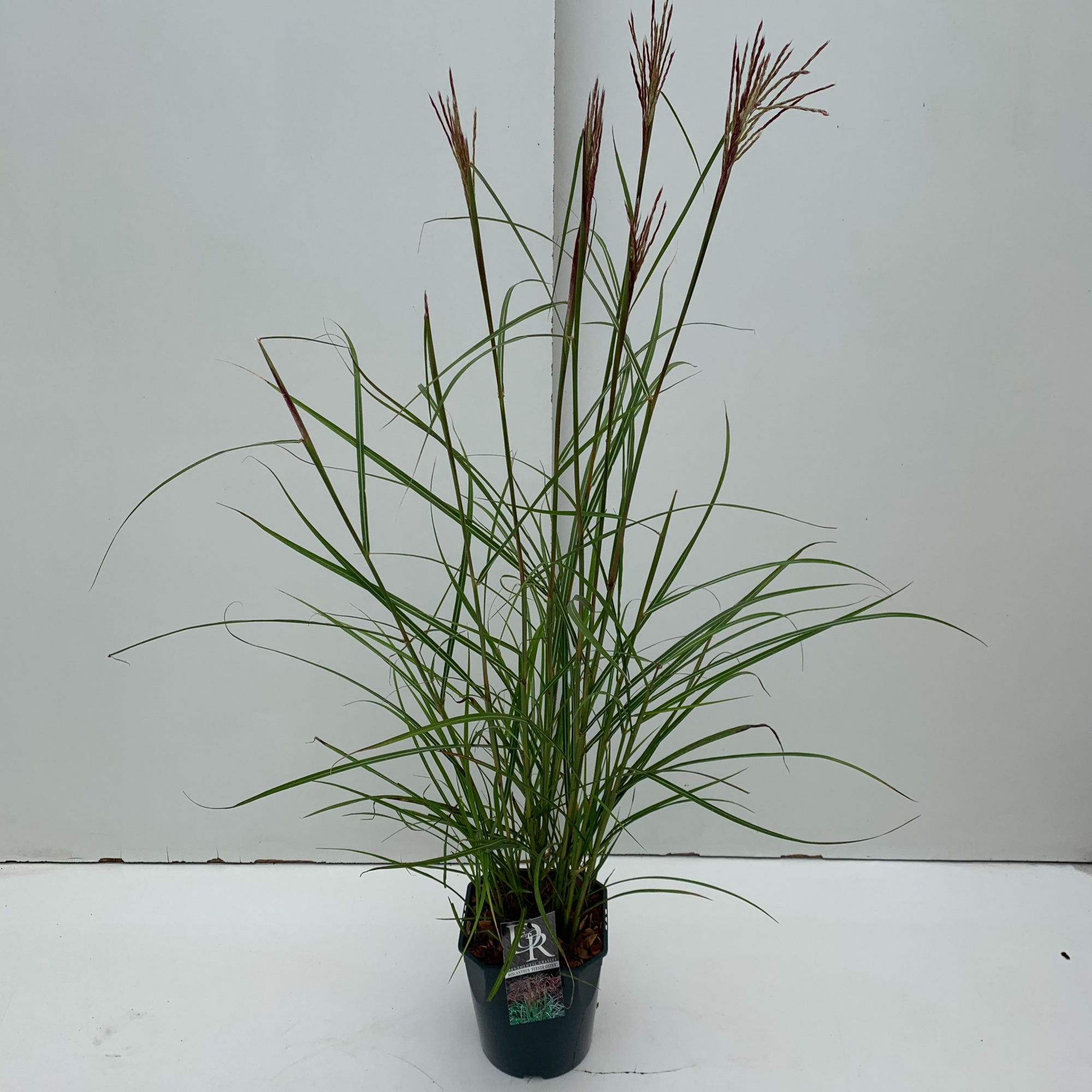 Miscanthus 'Ferner Osten', D 23 cm