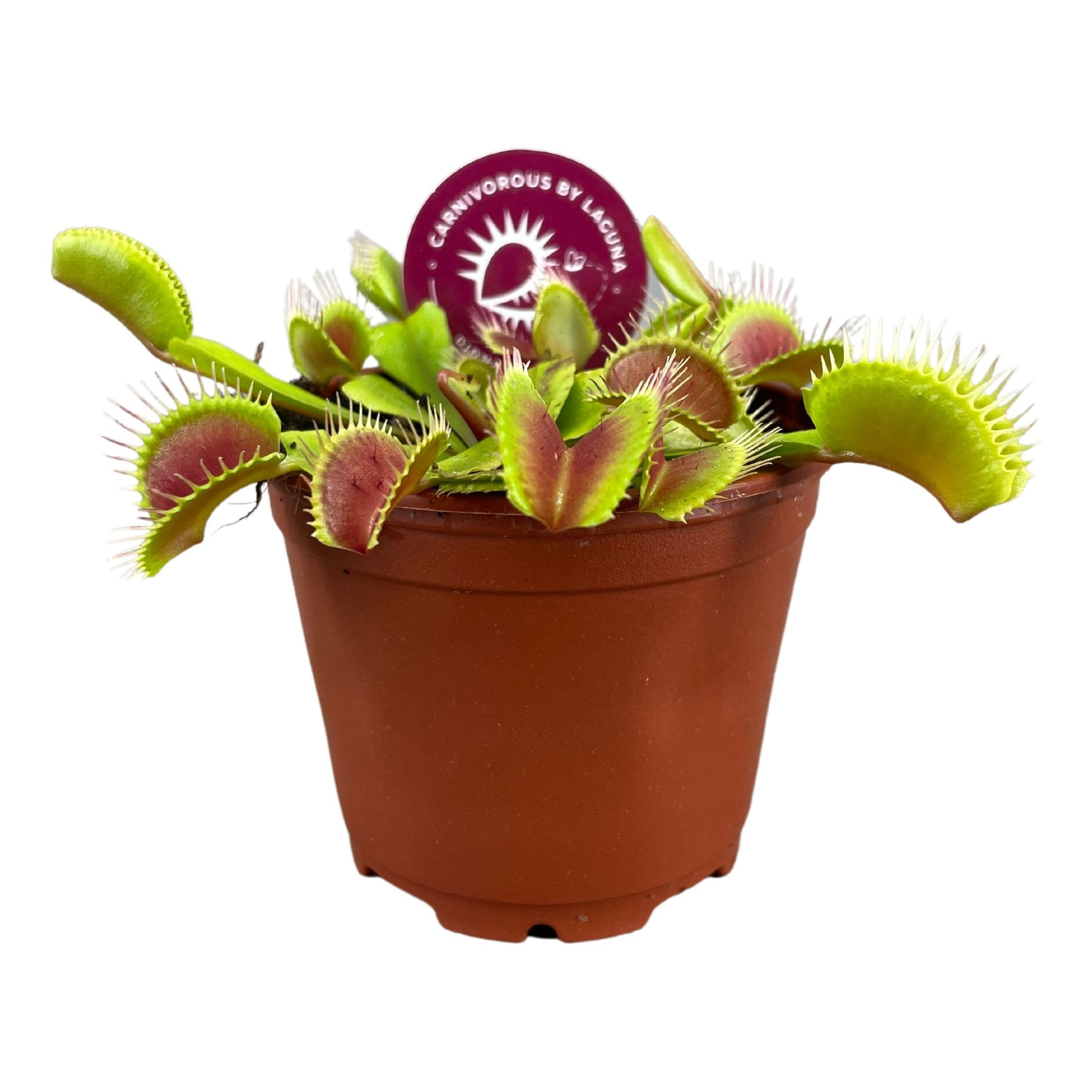 Dionaea Muscipula 8,5 cm, D 8,5