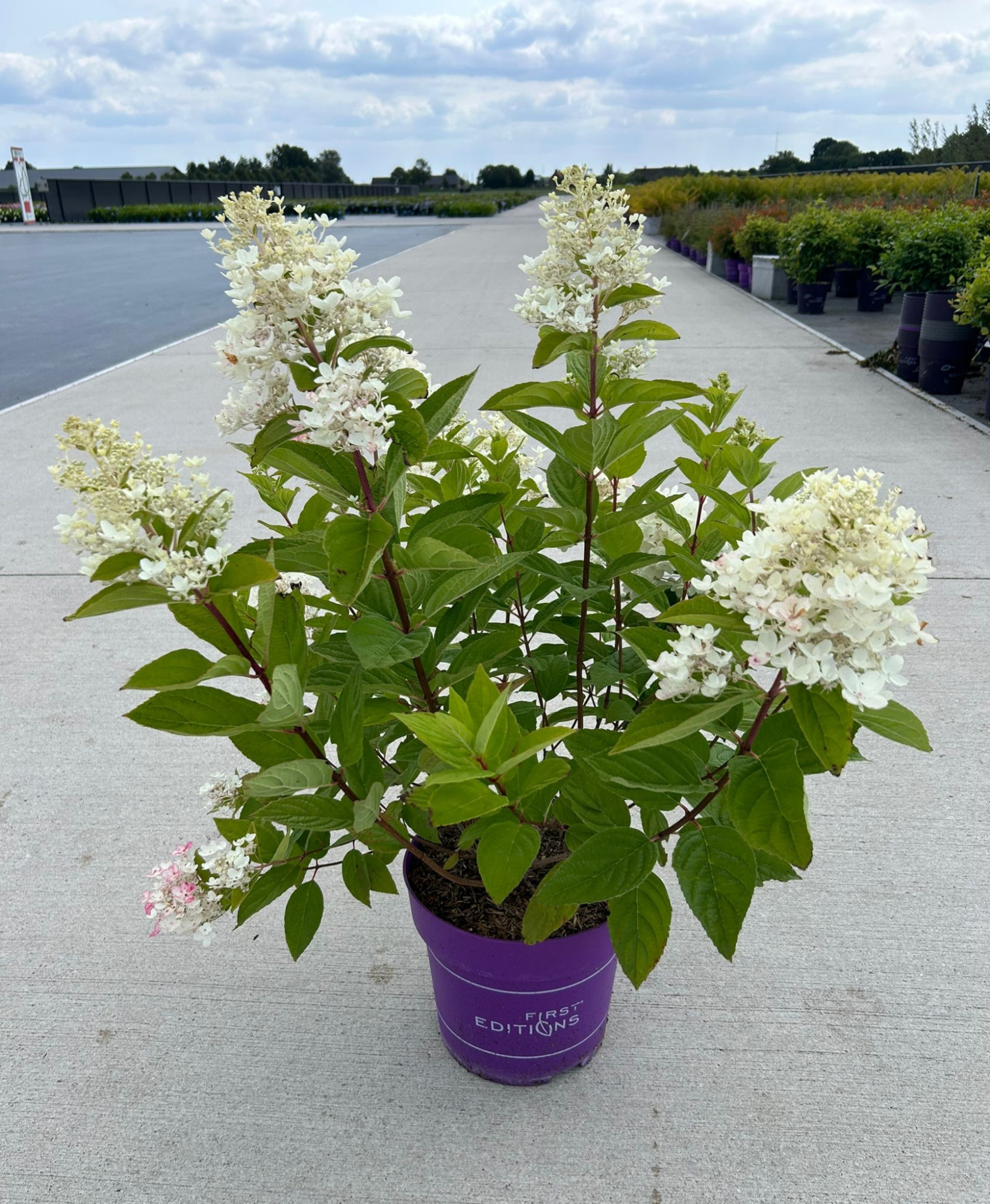Hydrangea pan. 'Tickled Pink' - P27 - First Editions, D 27 cm