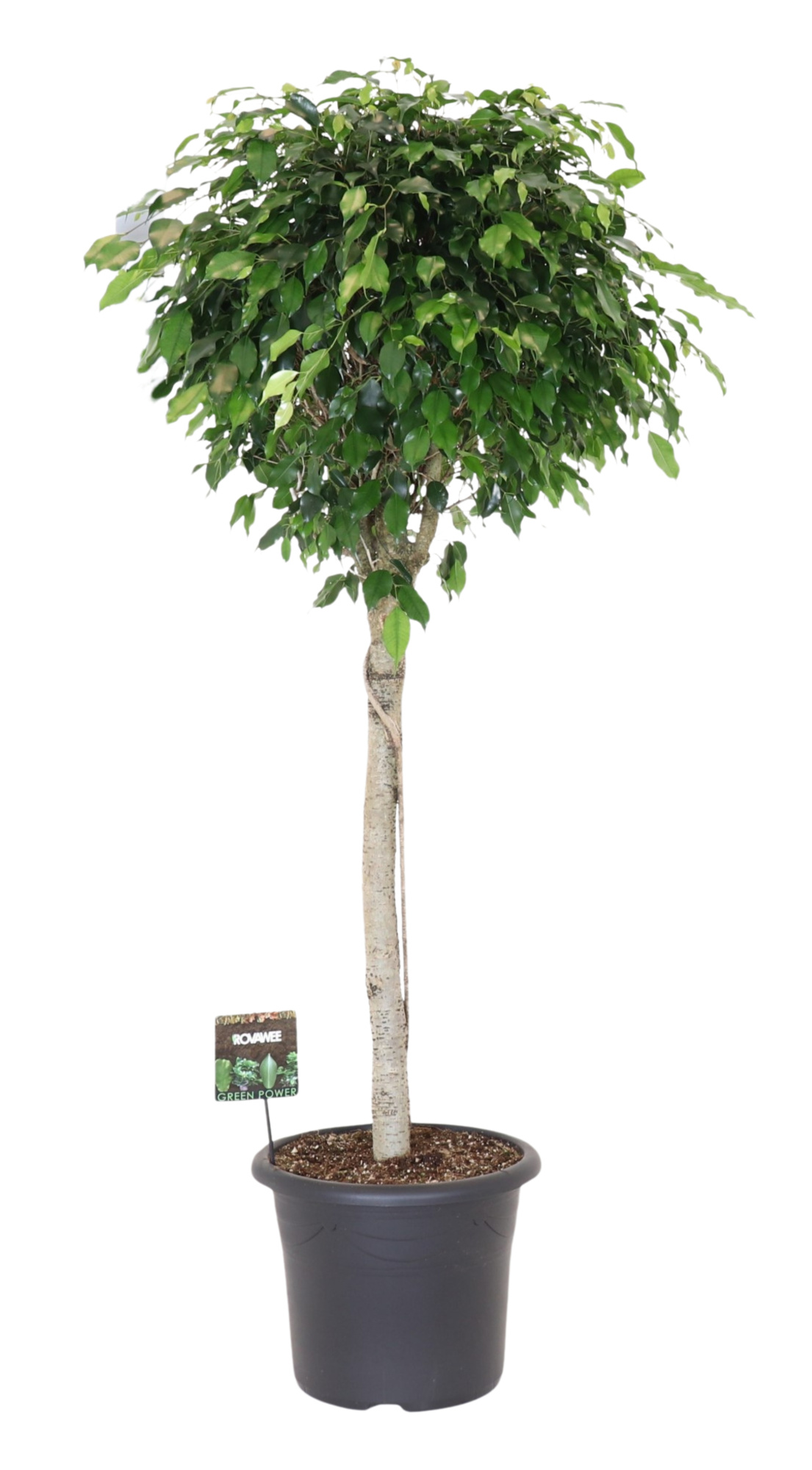 Ficus benj. Danielle op stam, D 40