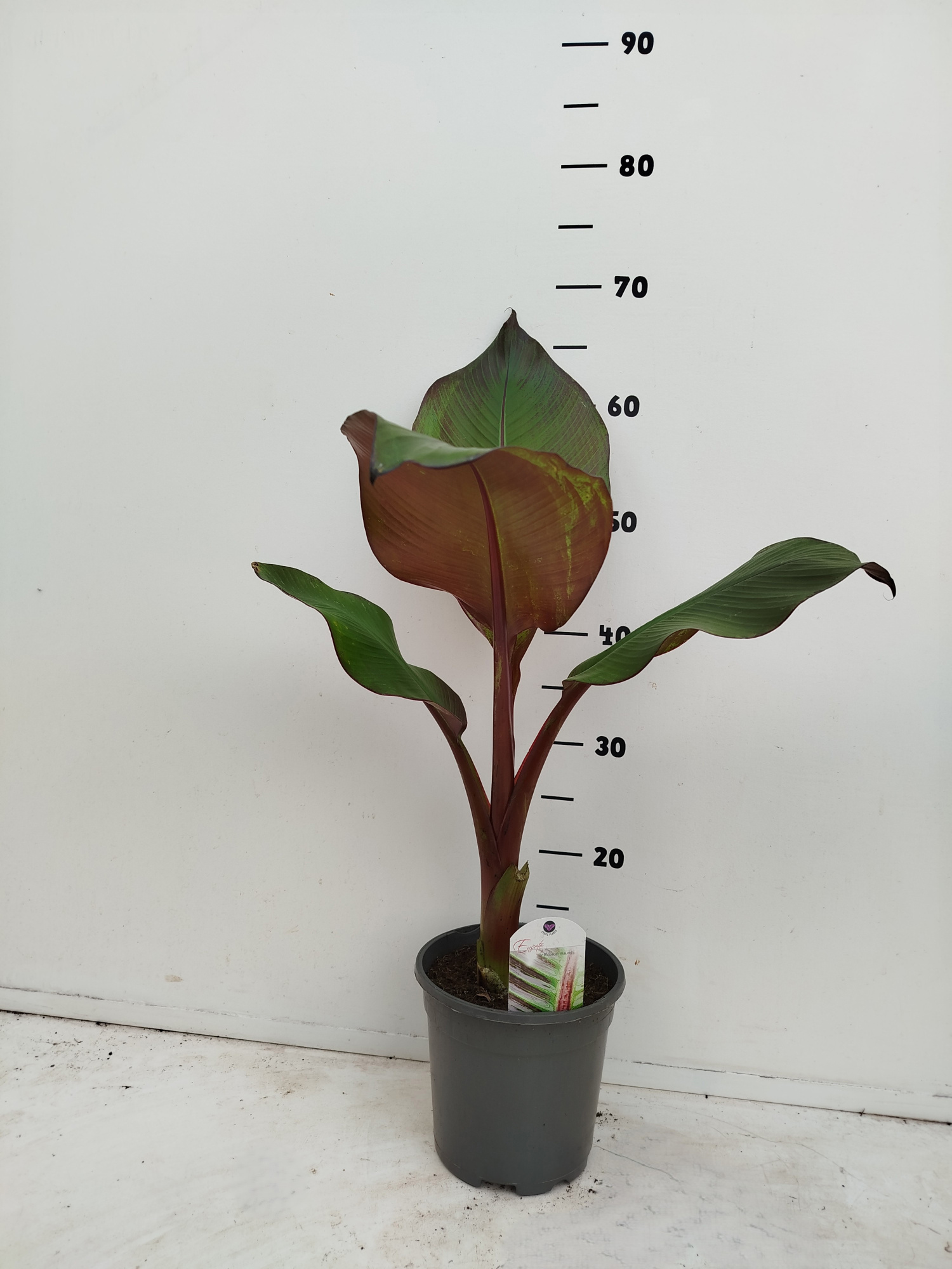 Ensete ventricosum Maurellii, D 17