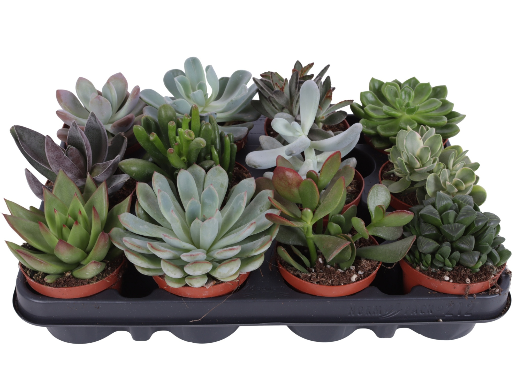 Succulenten mix 8,5 cm PD, D 8,5