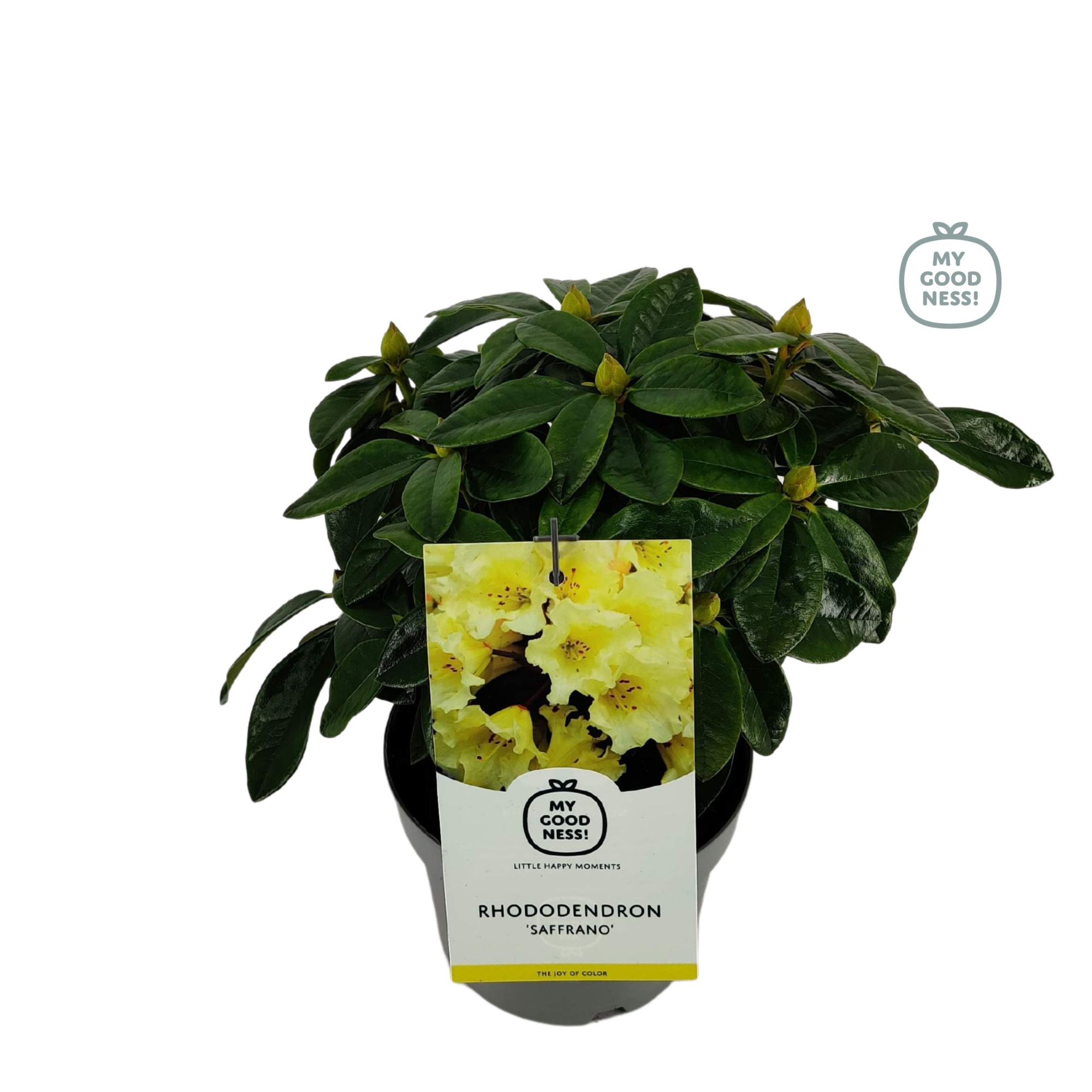 Rhododendron 30-35 /2 liter 'Saffrano', D 17