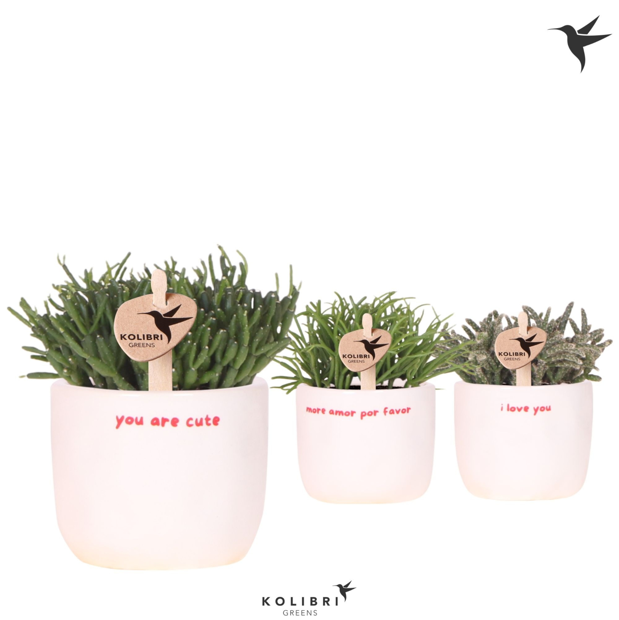 Kolibri Greens Rhipsalis mix in Love pot mix, D 6 cm