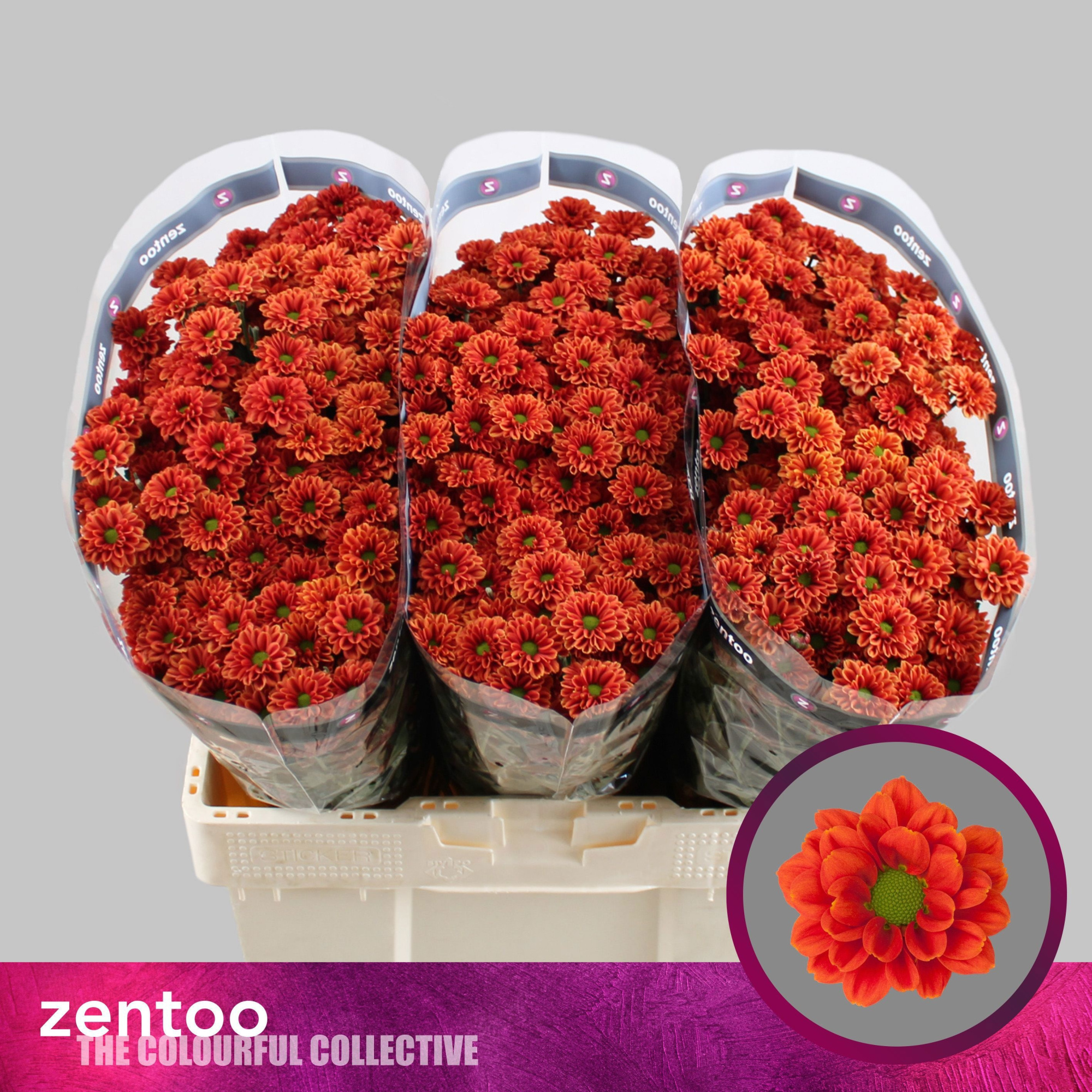 Сантини Малиса, шт.