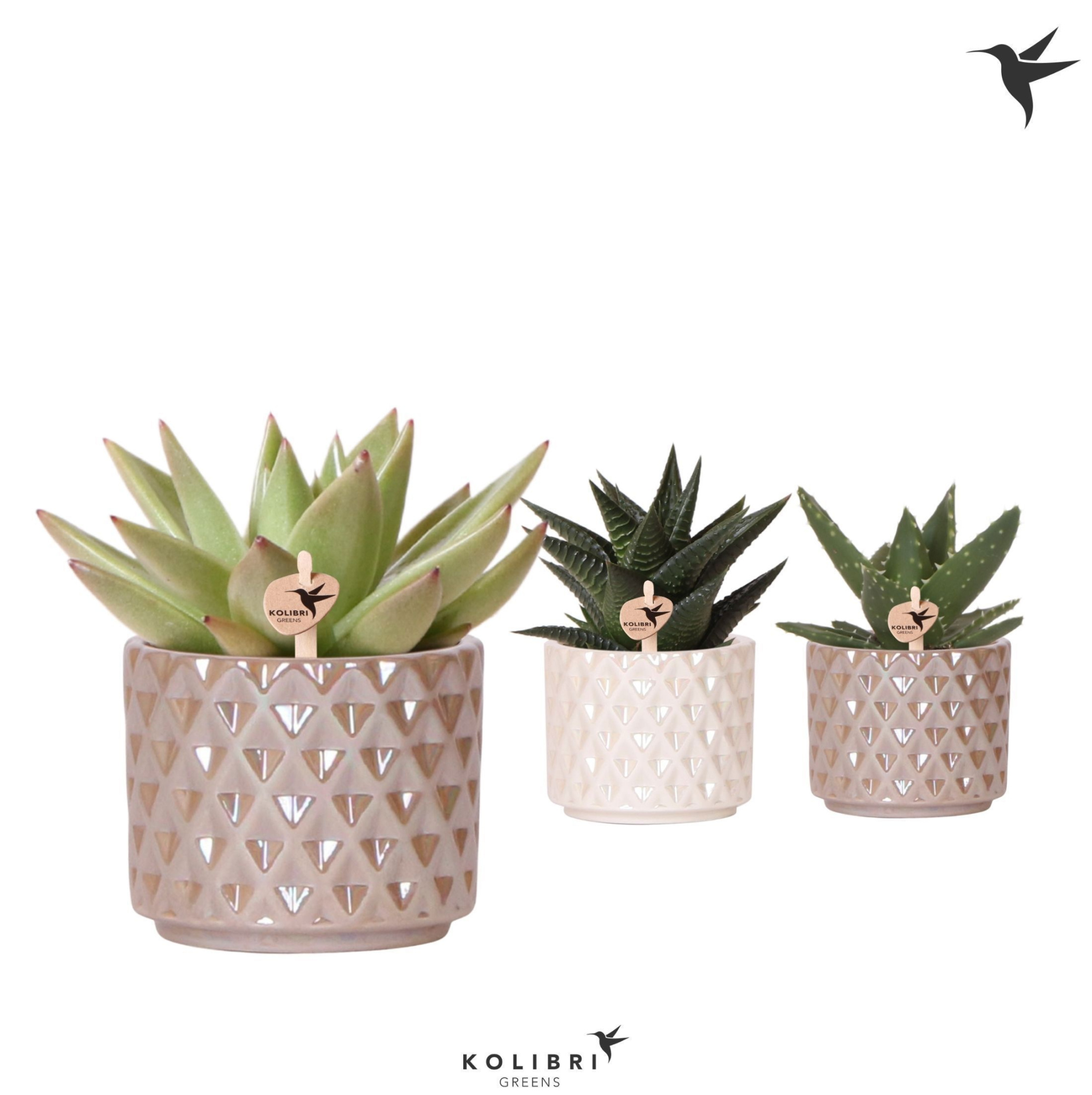 Kolibri Greens Succulenten mix in Diamond Pearl pot sand mix, D 6 cm