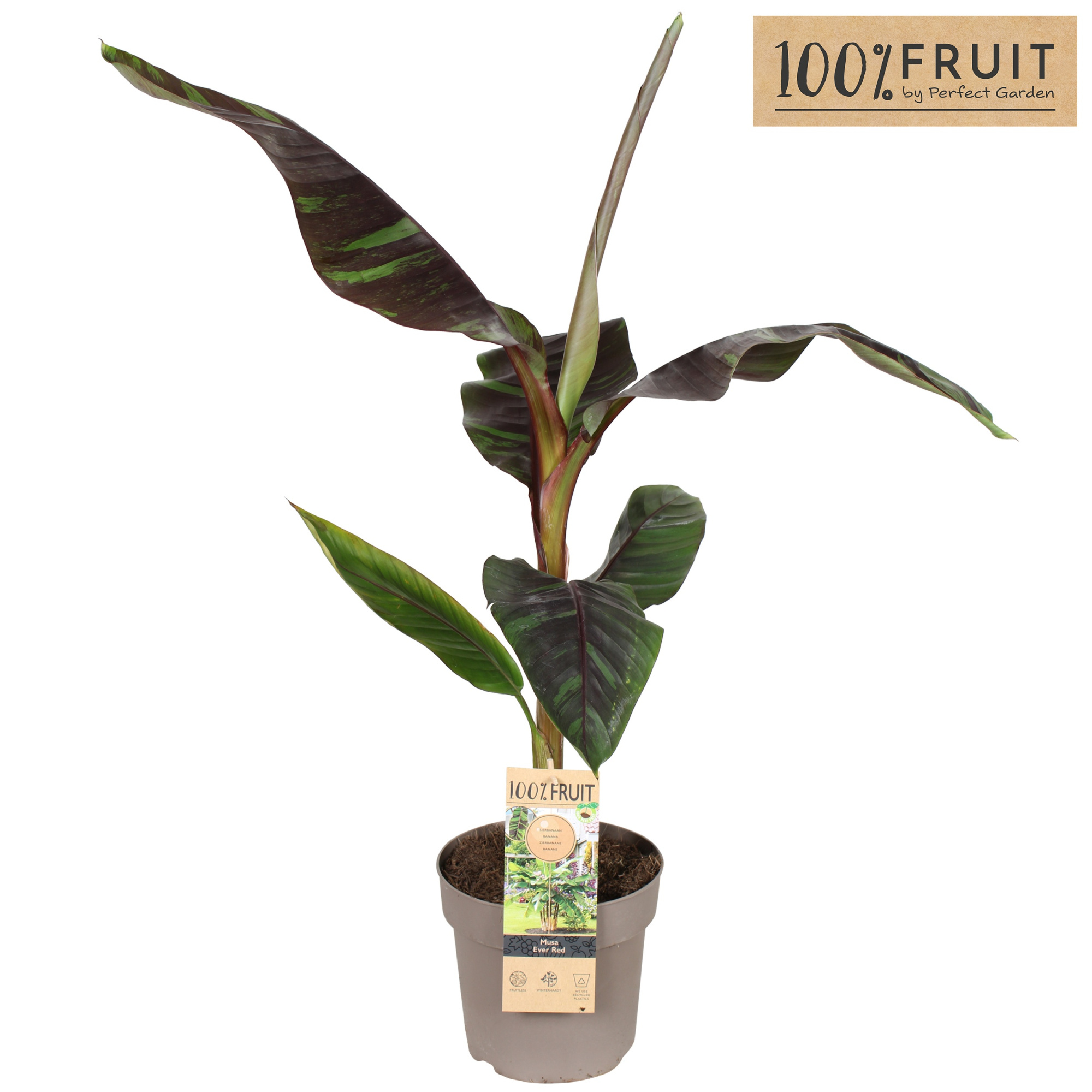 Musa sikkimensis 'Ever Red' P21, D 21 cm