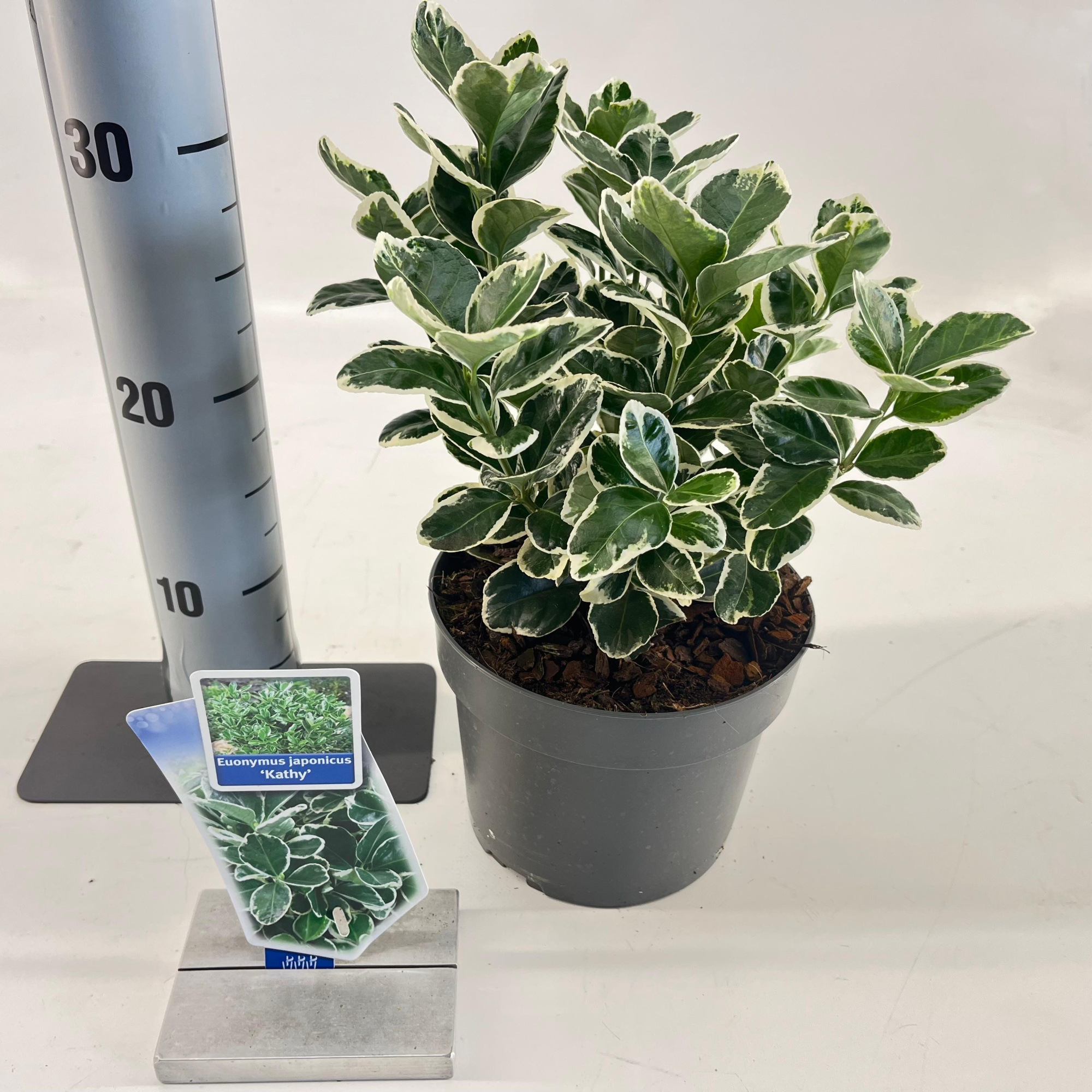 Euonymus jap. 'Kathy', D 17