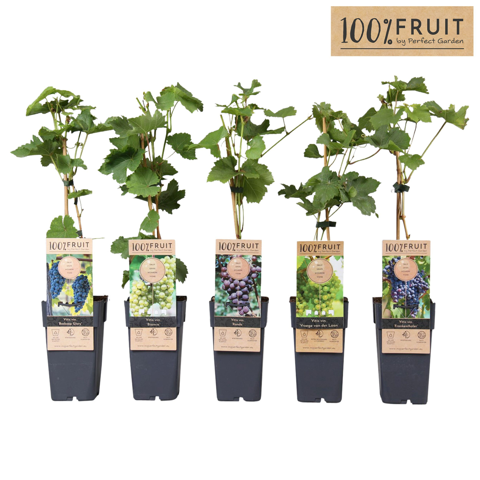 Vitis mix laag P15, D 15 cm