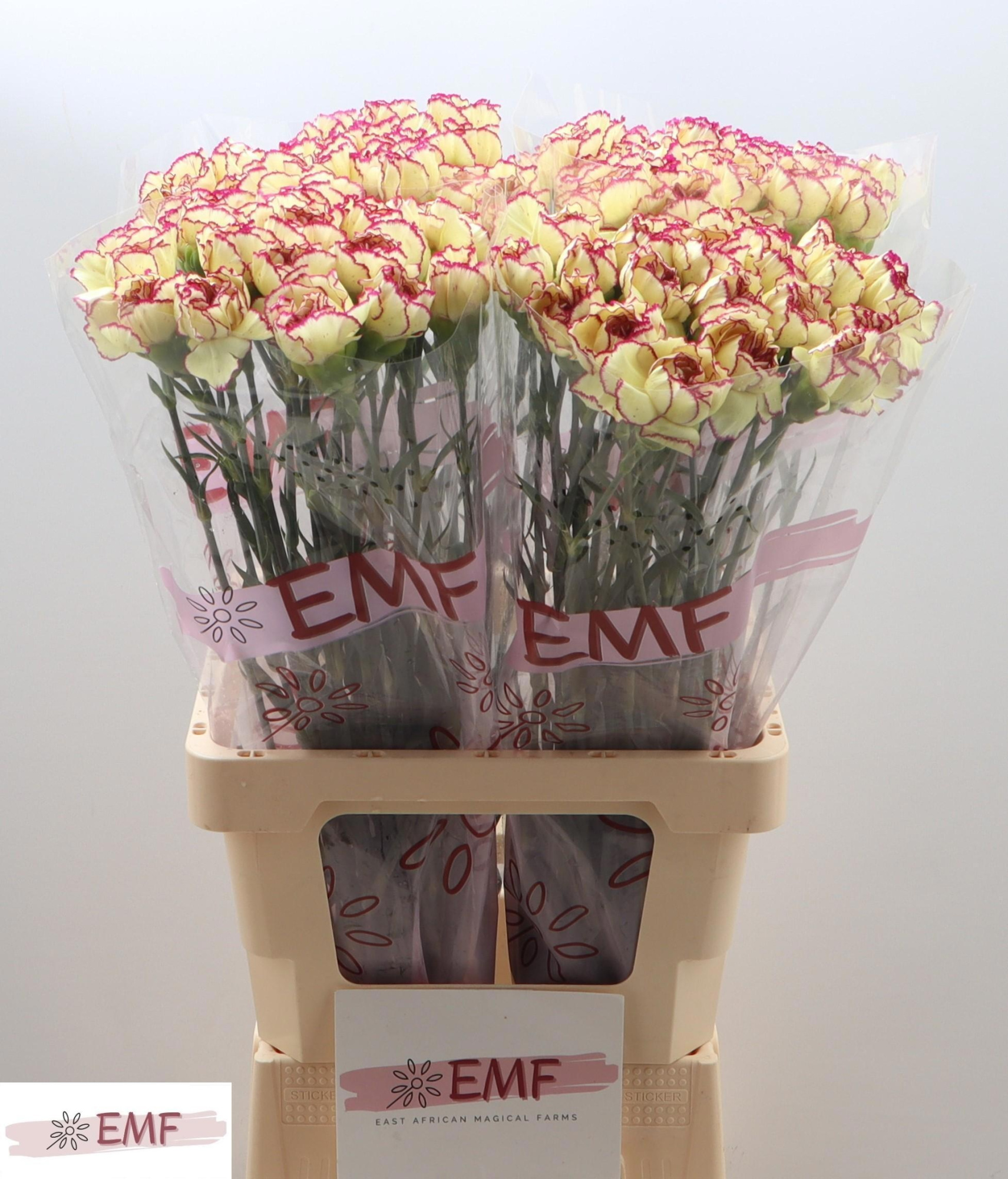 Диантус од. Флаундер+, шт.