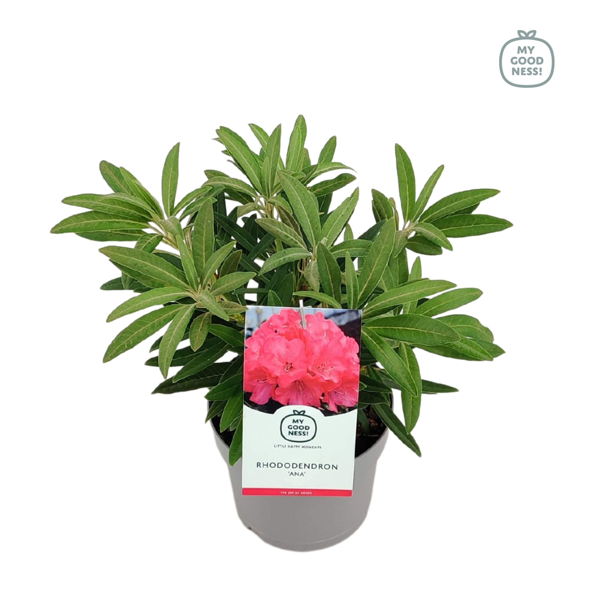 Rhododendron 30-35 /2 liter 'Ana', D 17