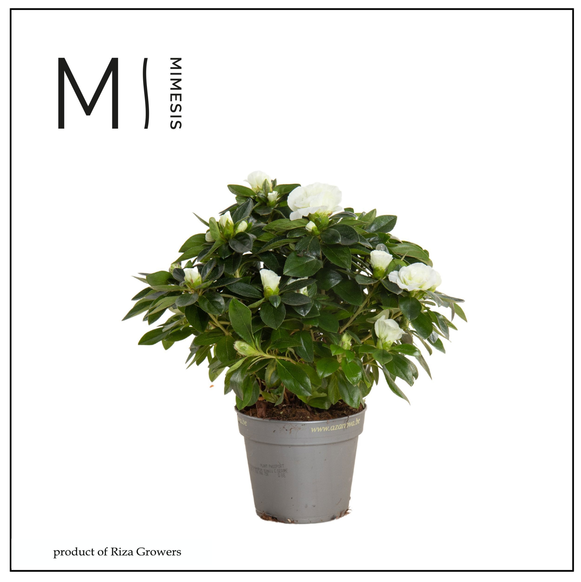 Mimesis Azalea AIKO - 13cm White, D 13