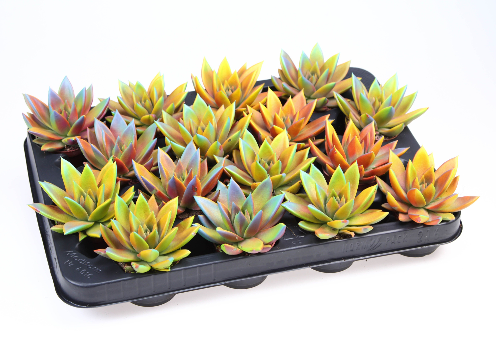 Miranda chameleon special, D 6 cm