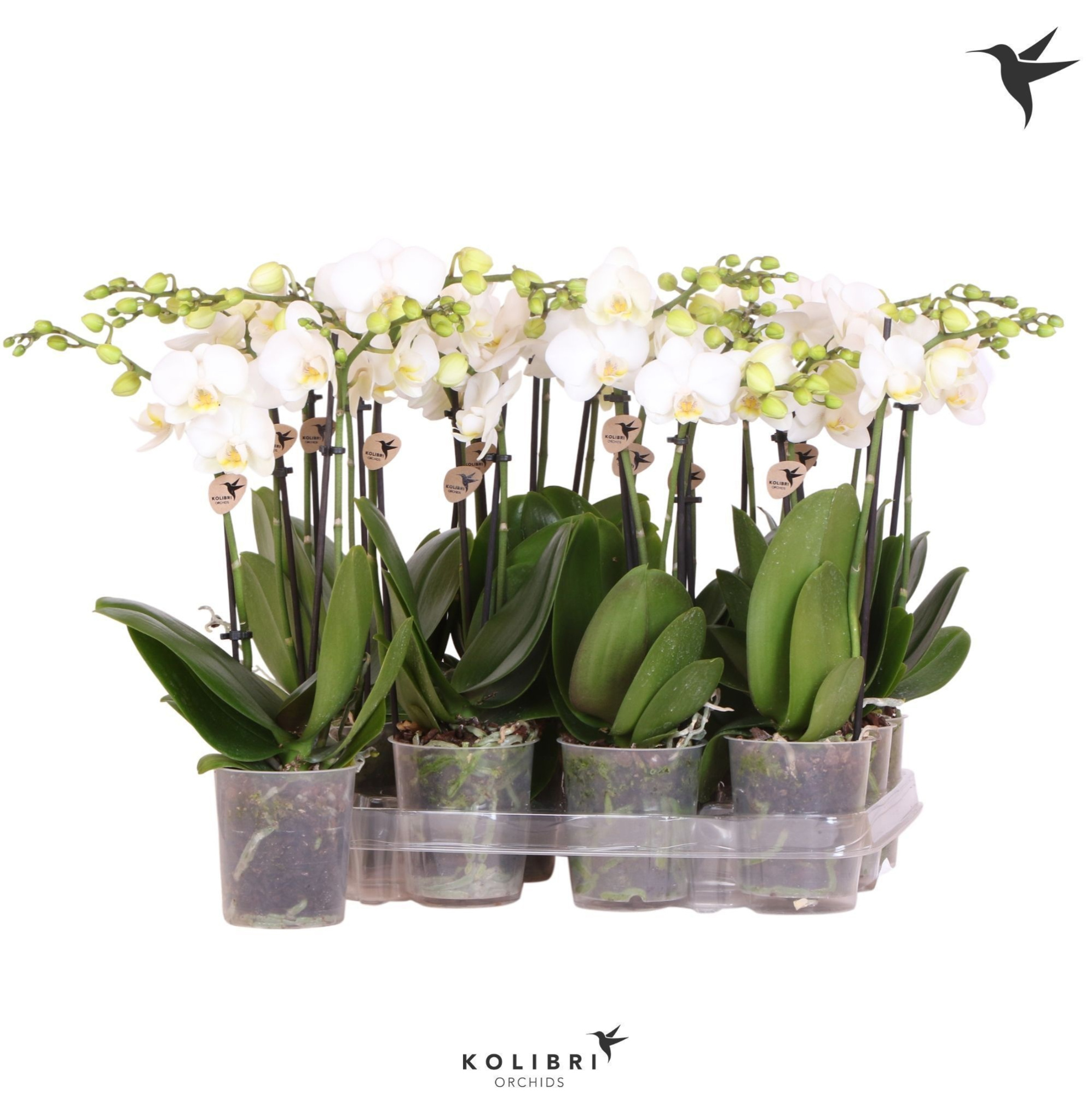Kolibri Orchids Phalaenopsis White 2 spike no label, D 9