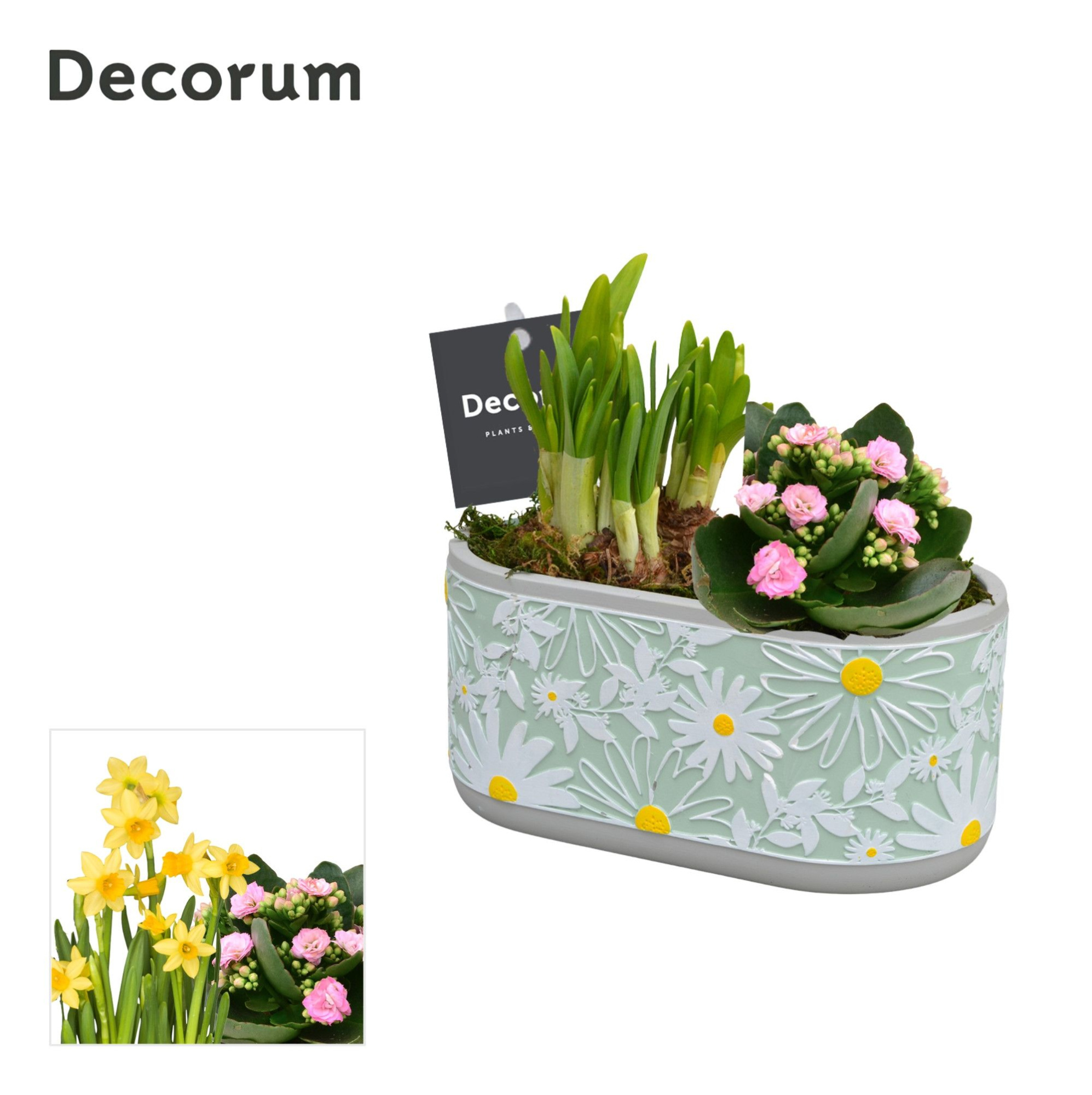 Calandiva & Narcis Margriet GM HL24897, D 17