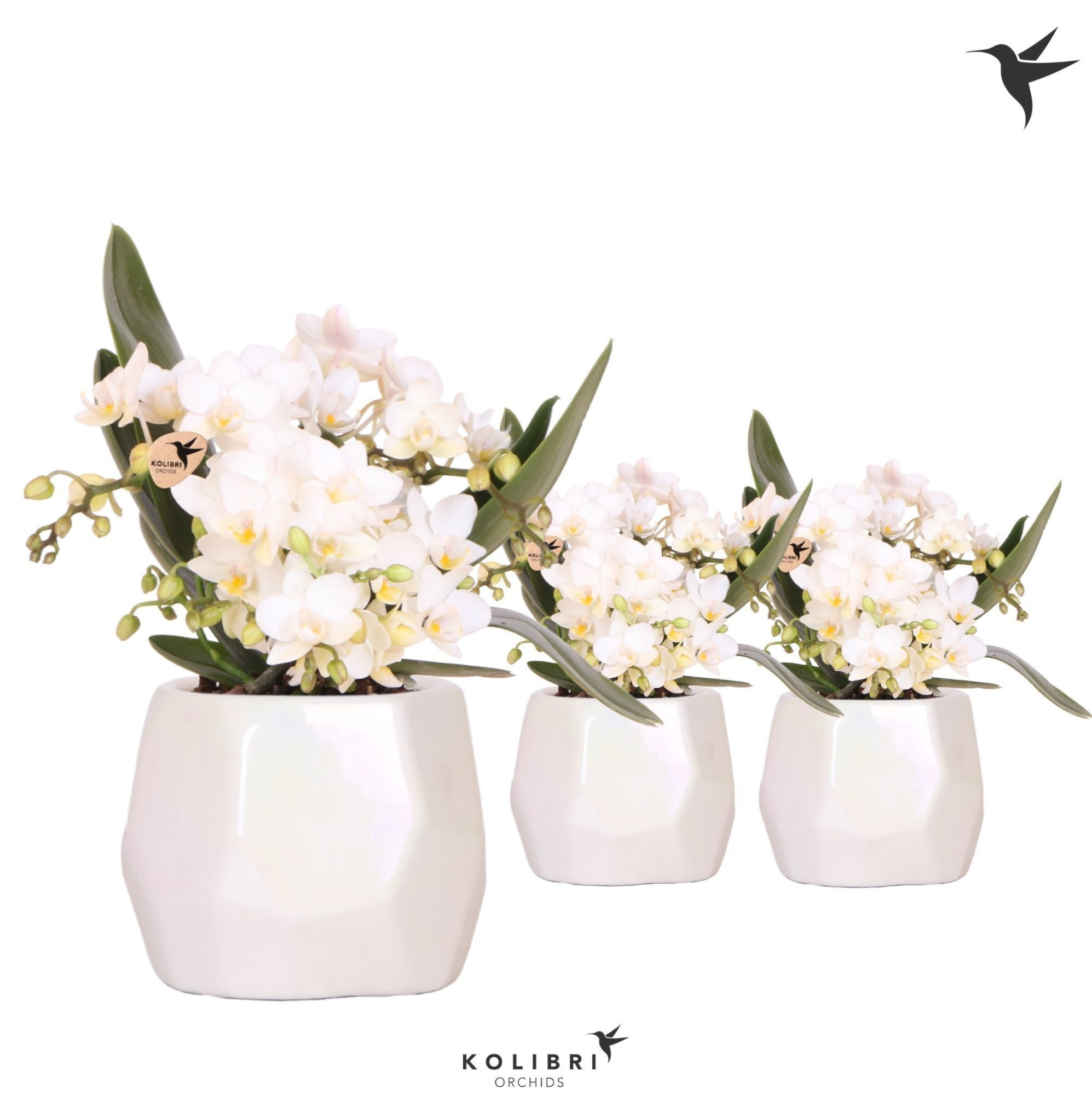 Kolibri Orchids Phalaenopsis Nazare 4 spike in Pearl pot travert, D 9 cm