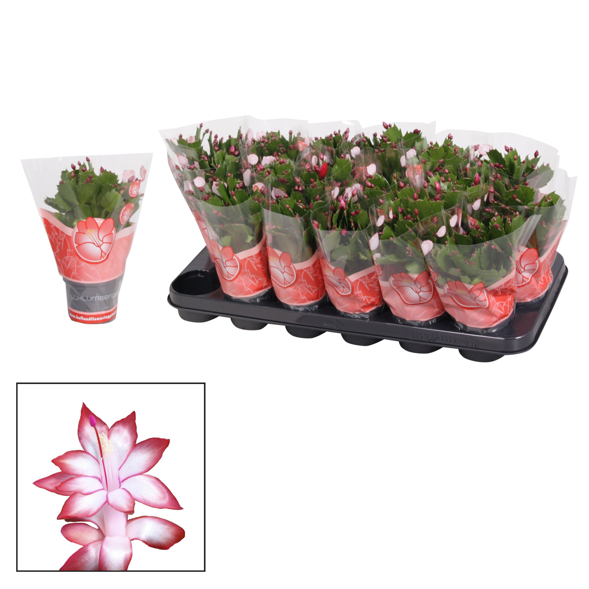 Schlumbergera - 9 cm - Red (Exotic), D 9 cm