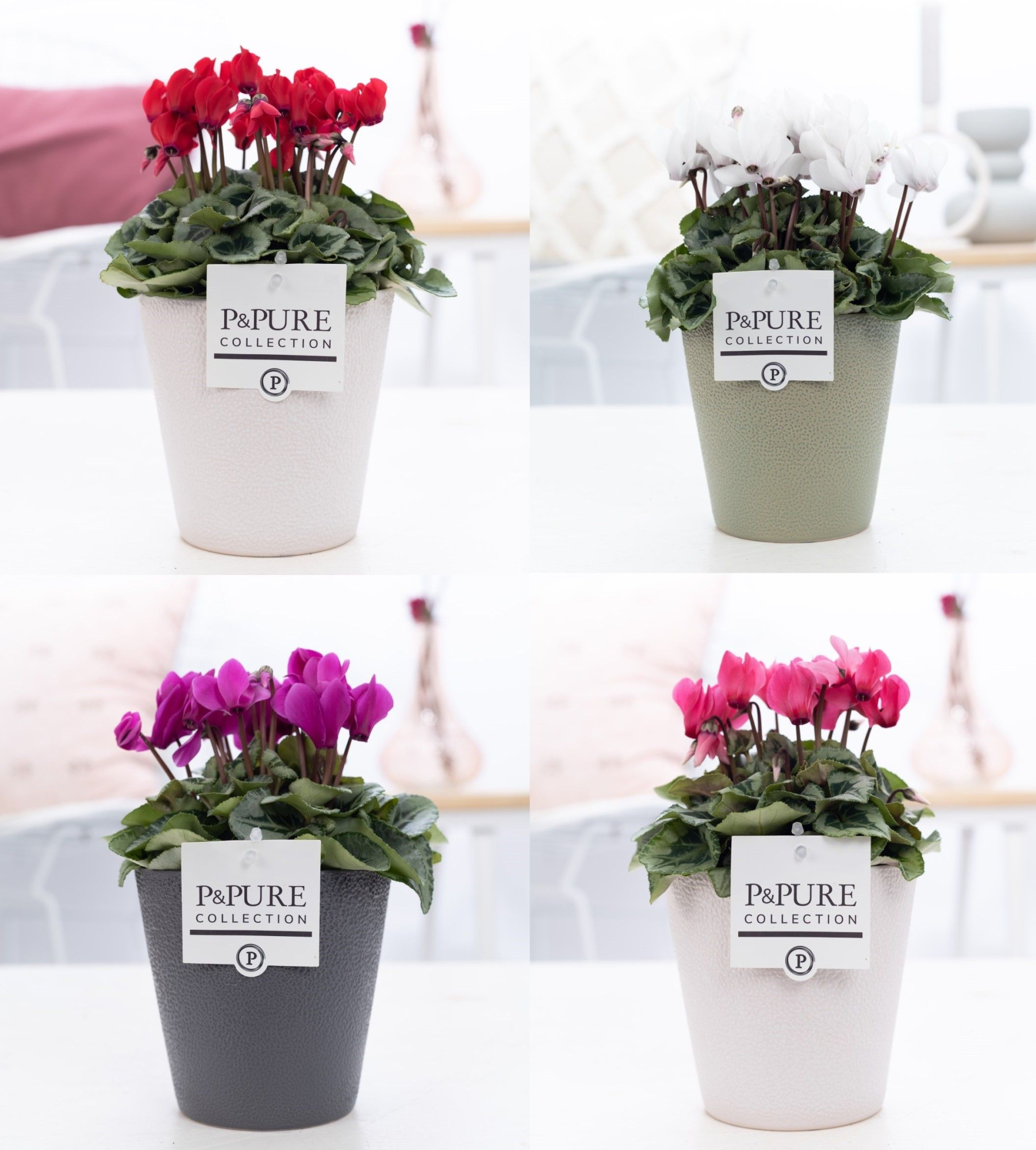 Cyclamen SS Picasso Mix Ruby PC, D 13 cm