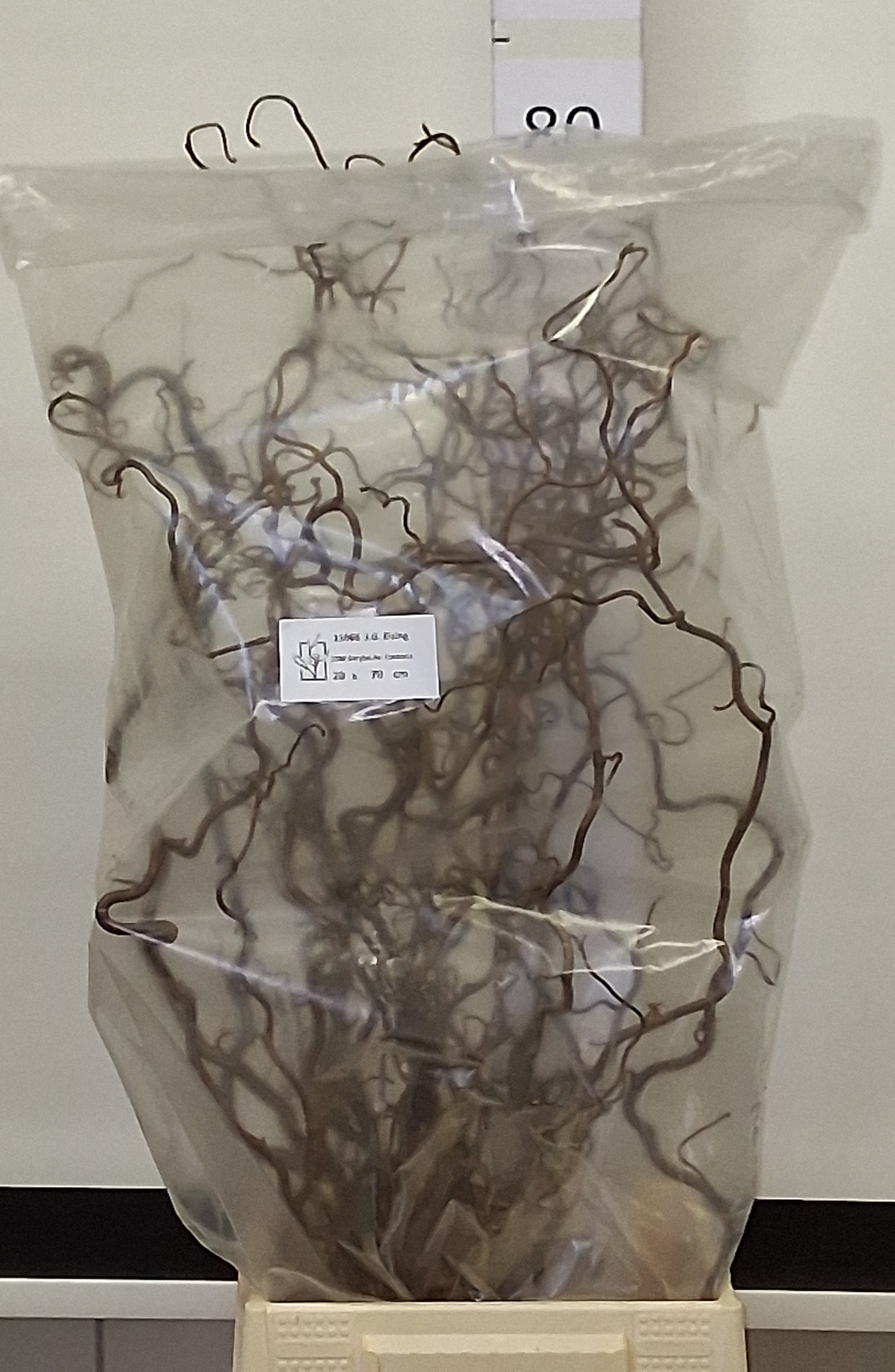 Корилус Конторта 70, шт.