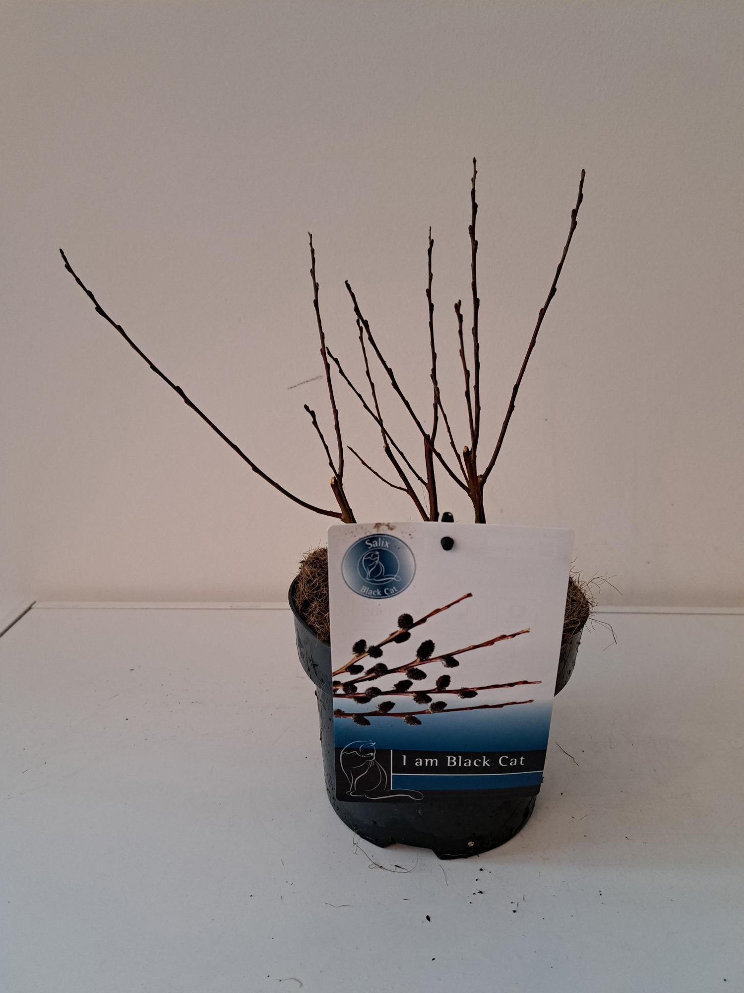 Salix Kurome bush P17 potcover, D 17