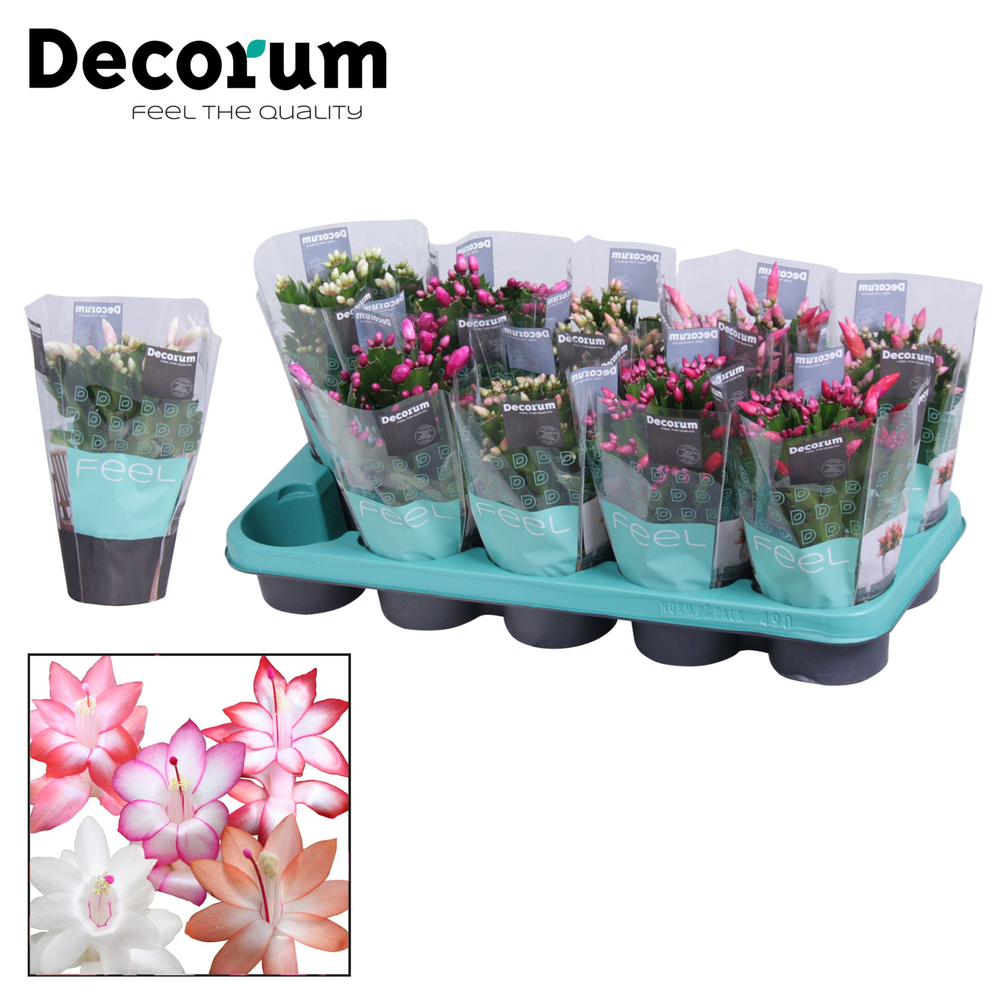 Schlumbergera - 10,5 cm - Mix met hoes - Decorum, D 10,5