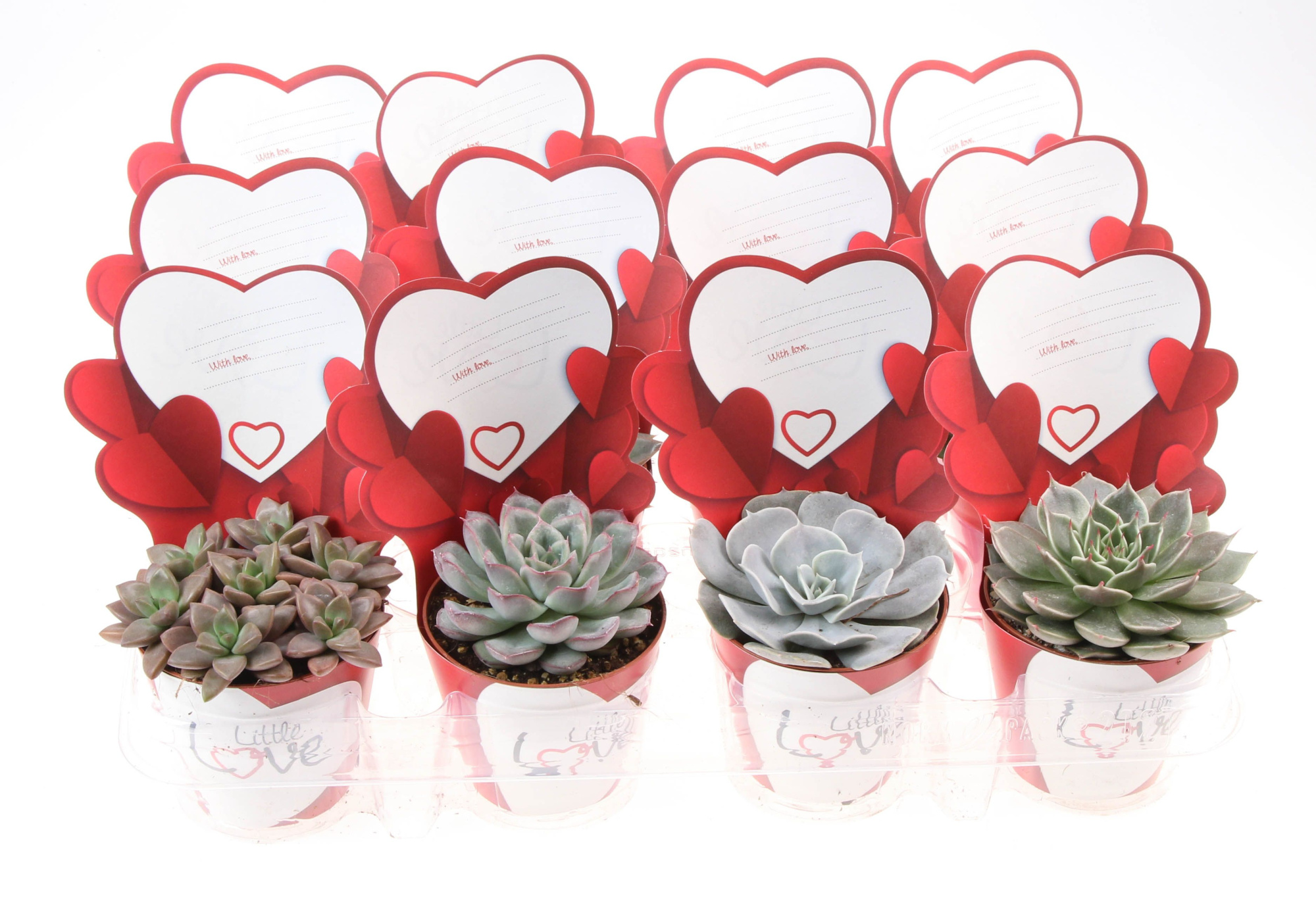 Potcover little love succulenten mix, D 8,5 cm