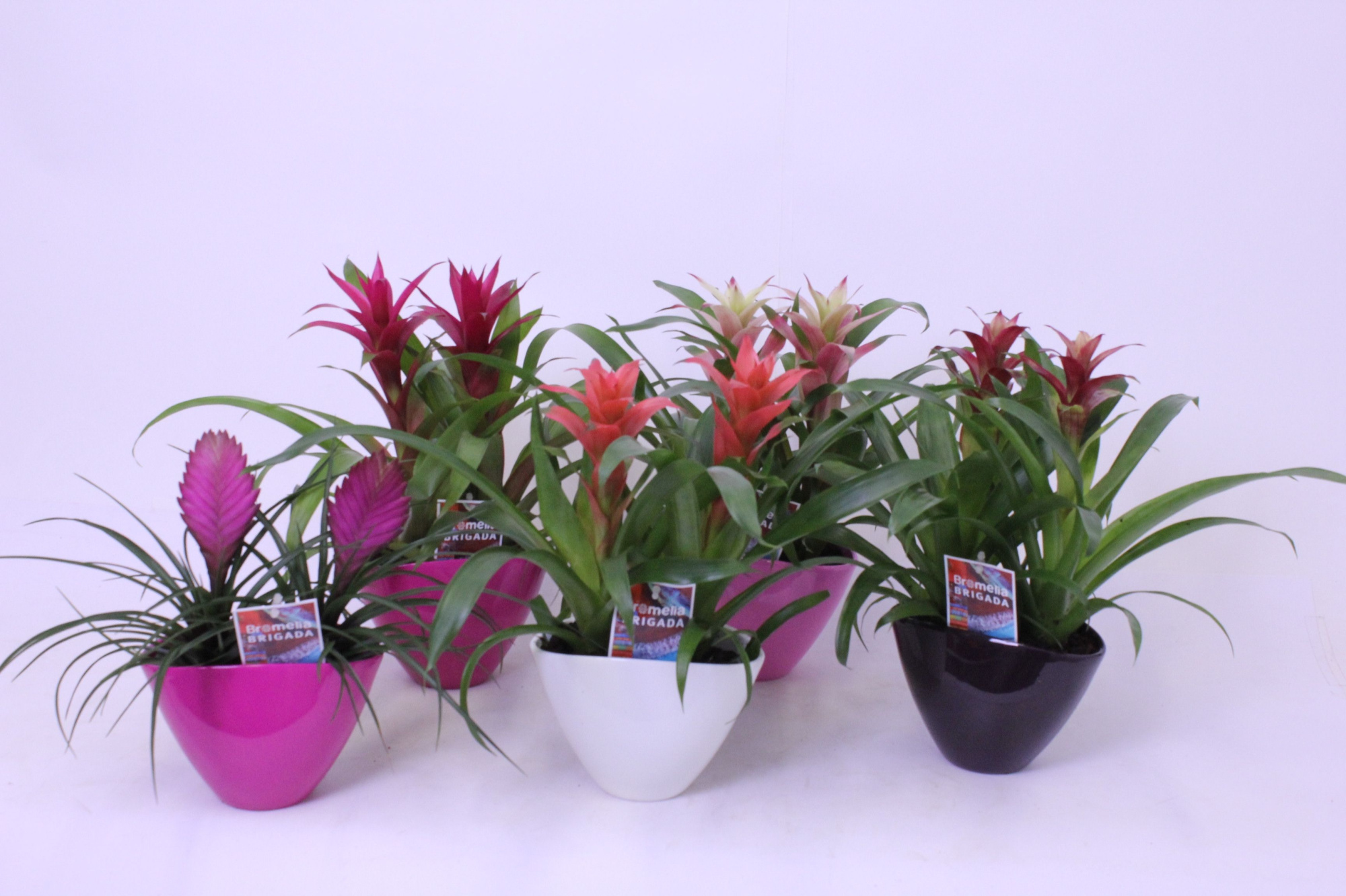 Bromelia Valentijn Mix Duo Eileen, D 16 cm