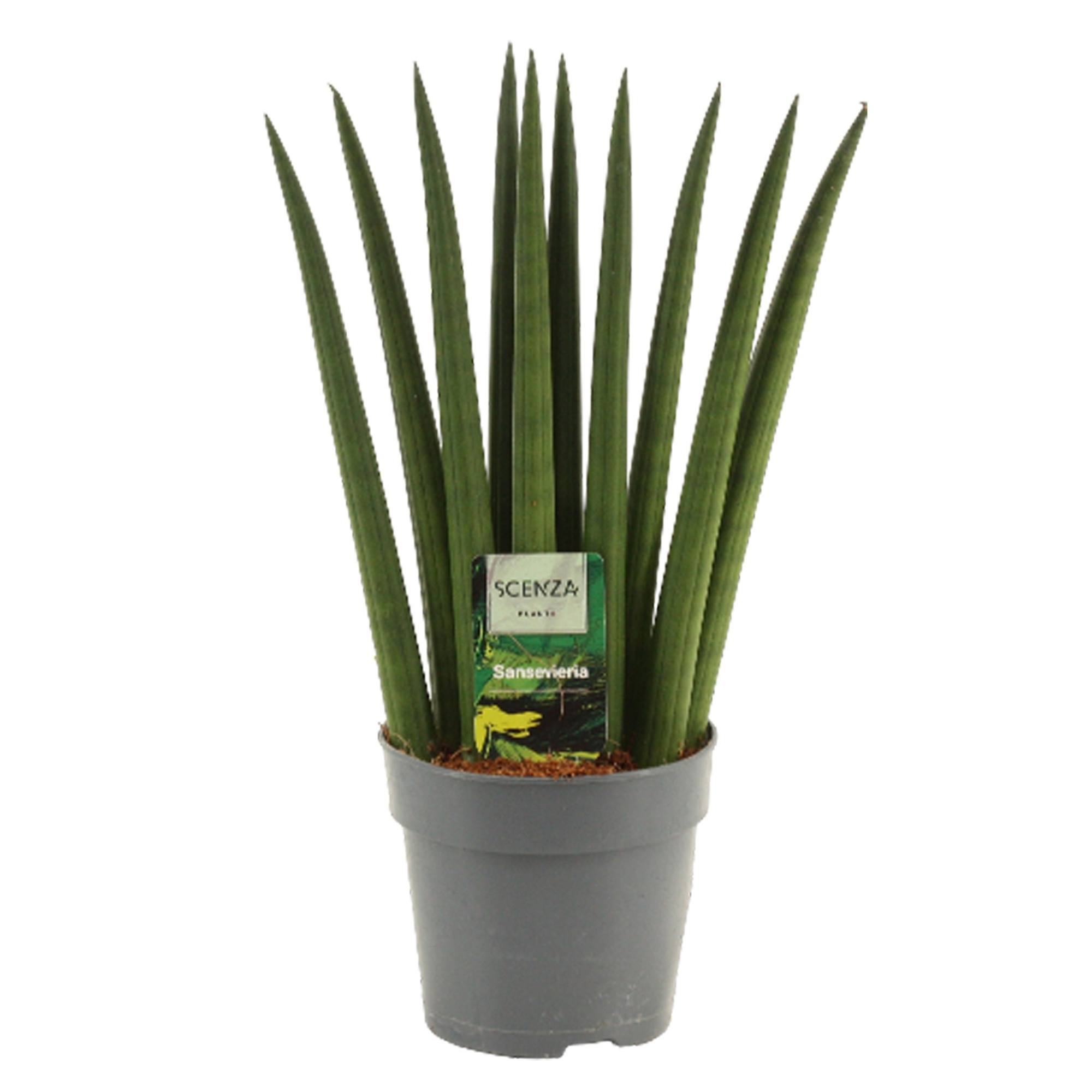 Sansevieria Cylindrica 12 cm Fan, D 12