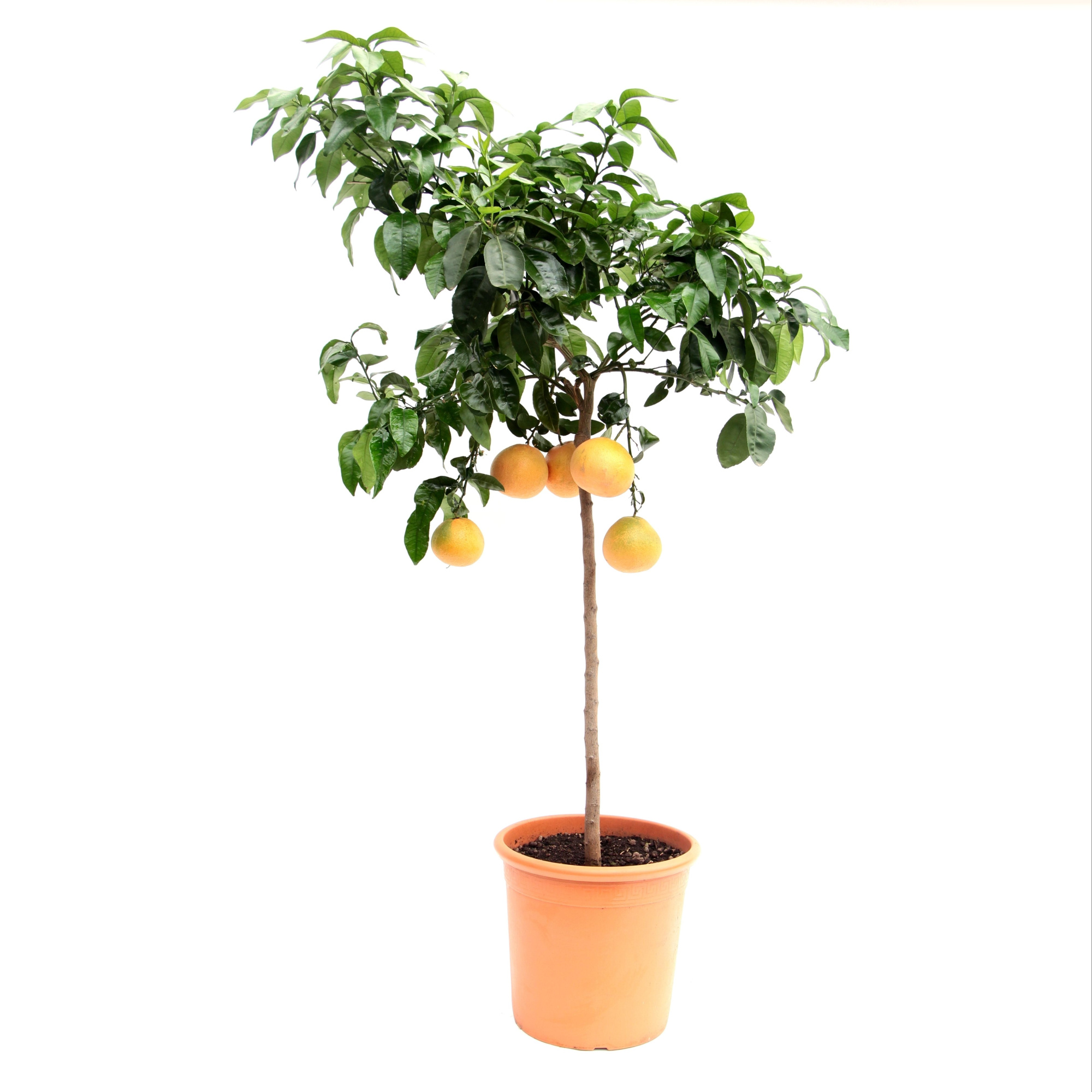 Citrus Grapefruit, D 35 cm