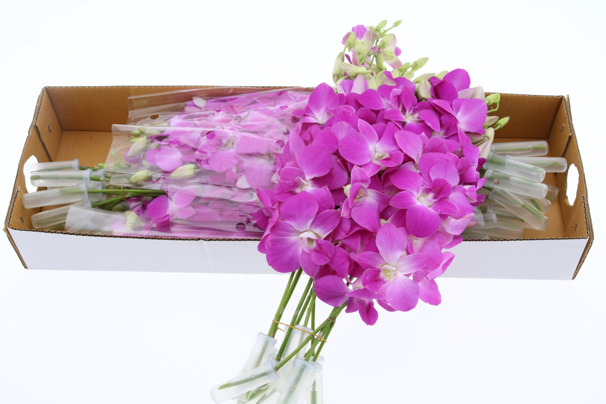 Дендробиум Овериг, шт.