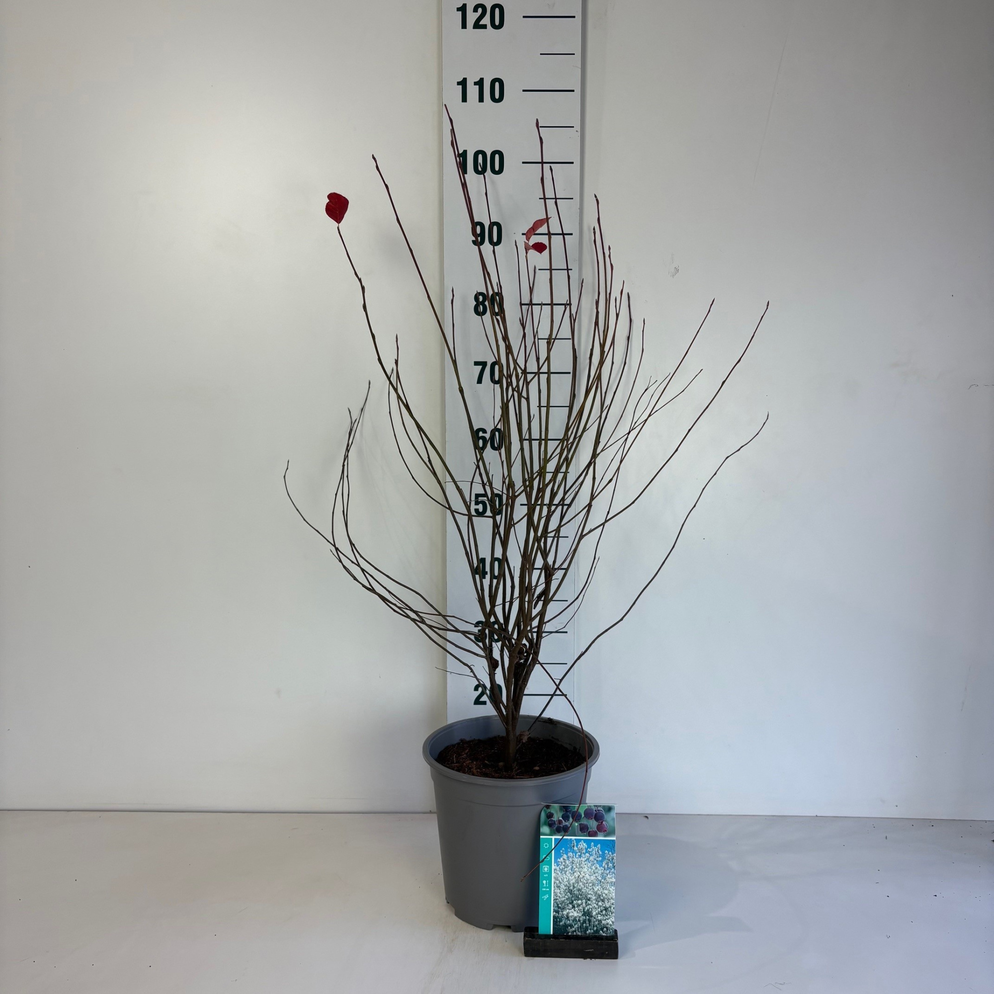 Amelanchier Lamarckii, D 24