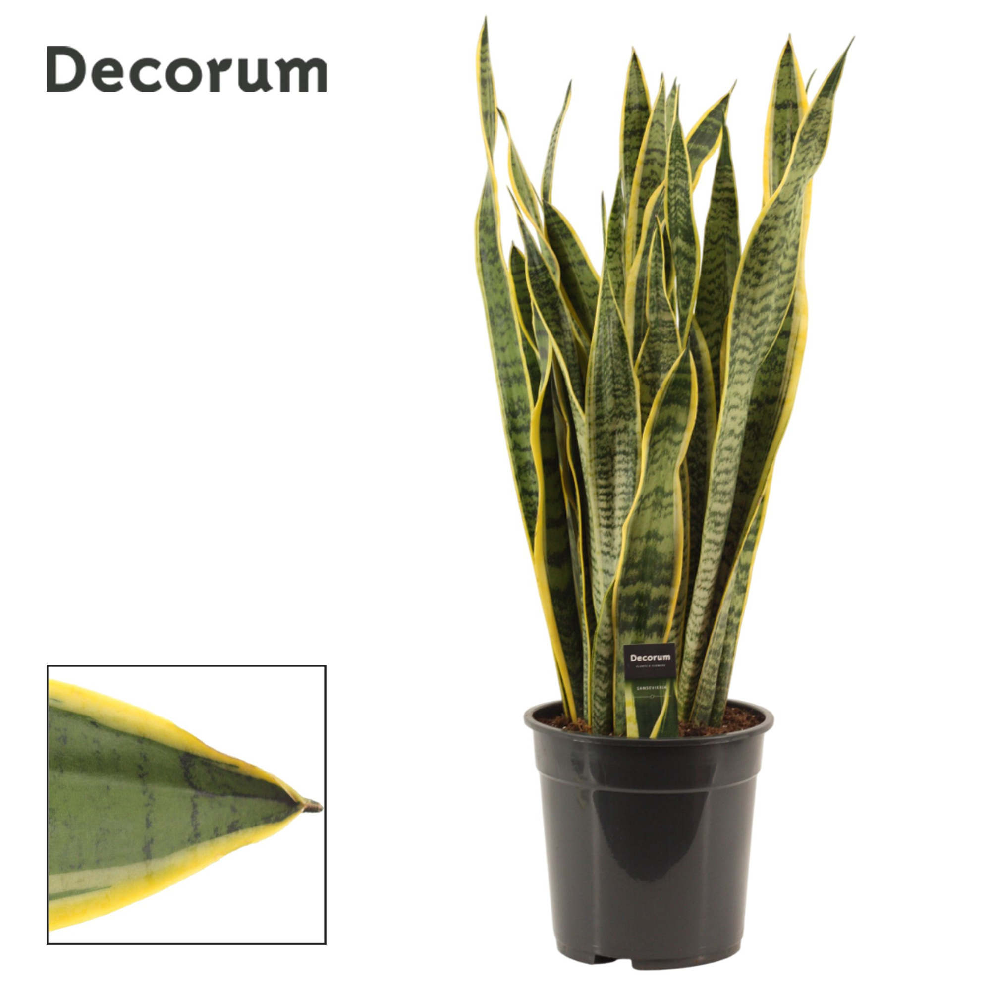 Sansevieria Laurentii 24 cm (Decorum), D 24