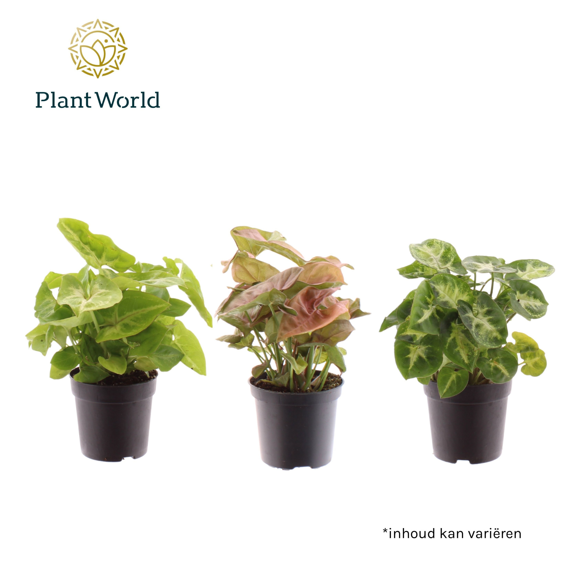 Syngonium gemengd 7 cm, D 7 cm