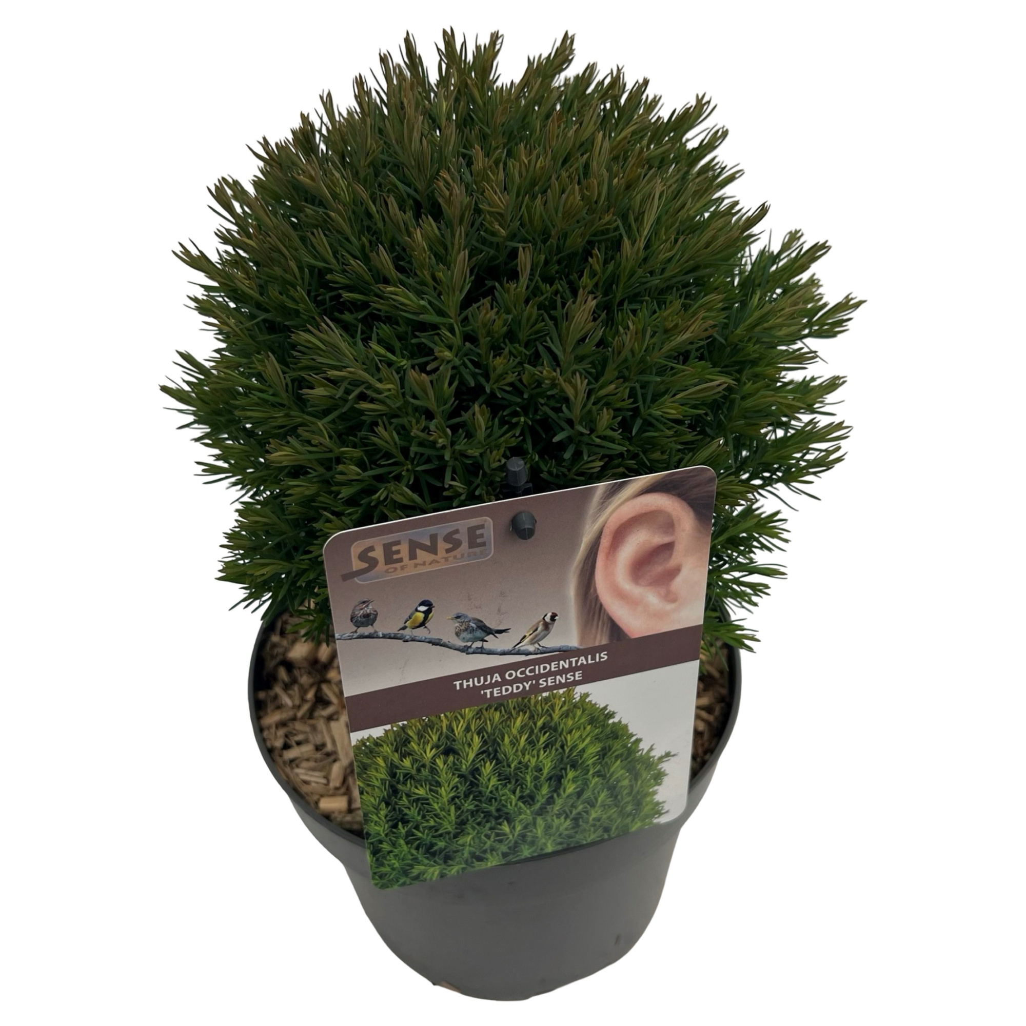 Thuja occ. 'Teddy' sense, D 17 cm