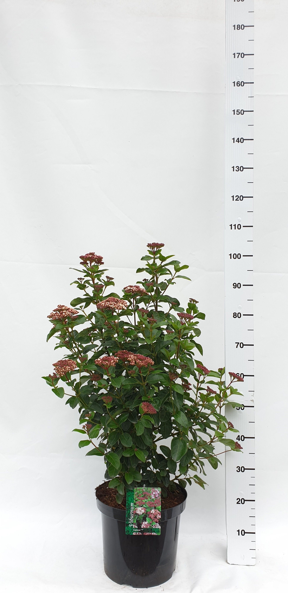 Viburnum tinus 'Lisarose', D 30 cm