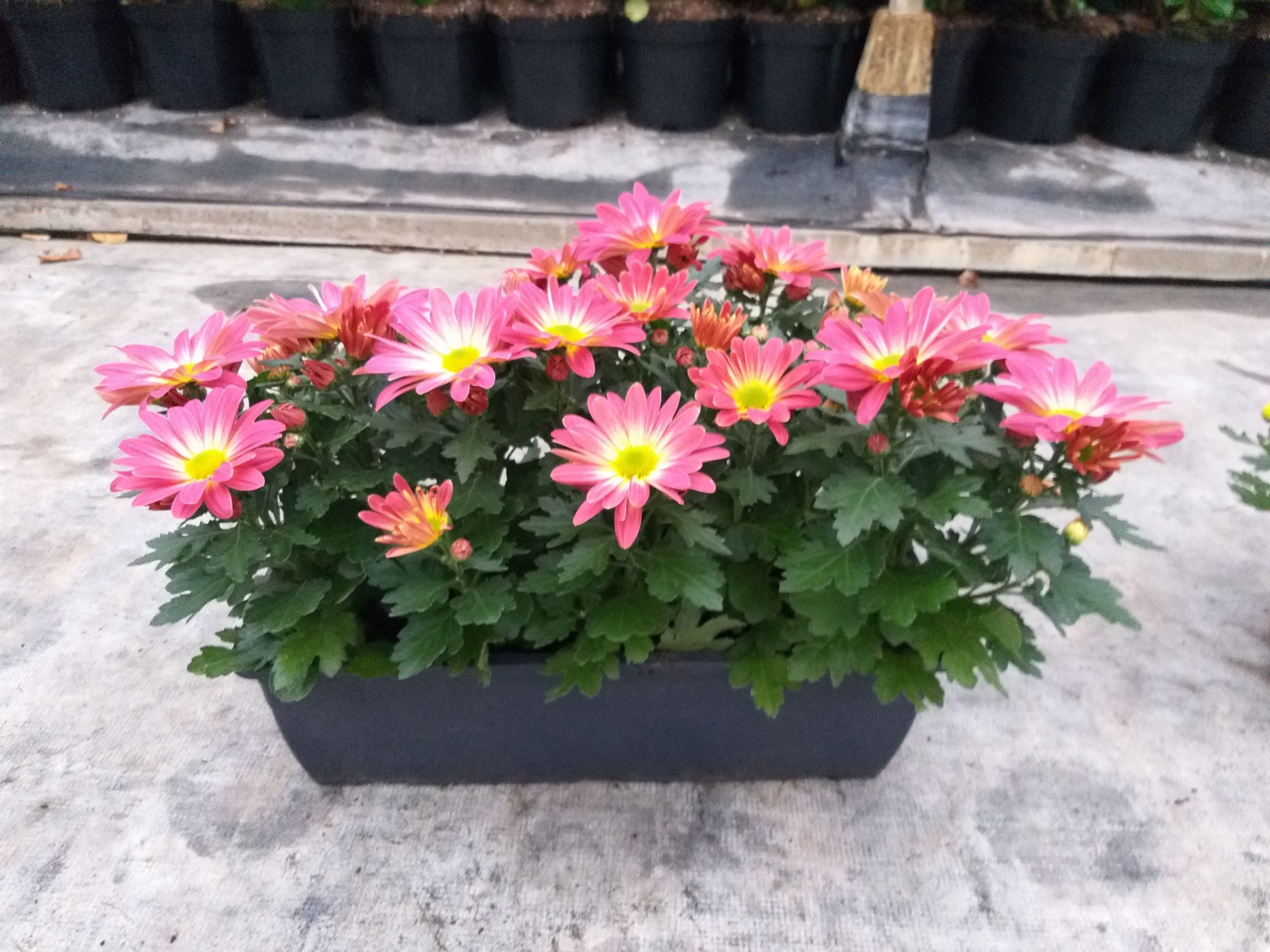 chrysanten bloembak40 uni, D 140 cm